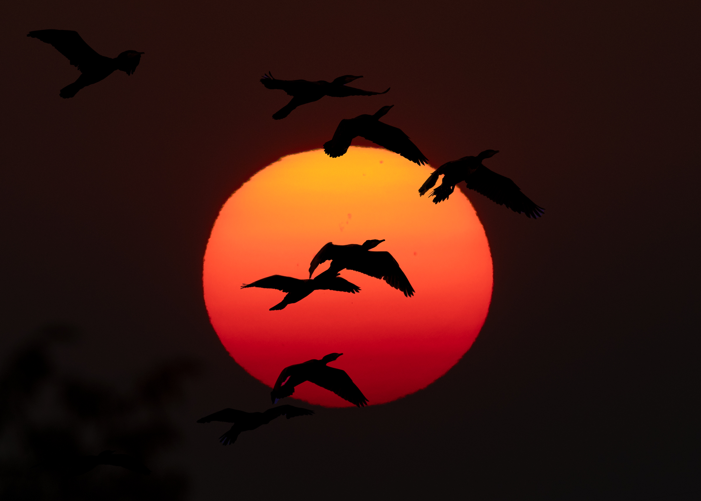 Cormorani controsole, visibili le macchie solari.