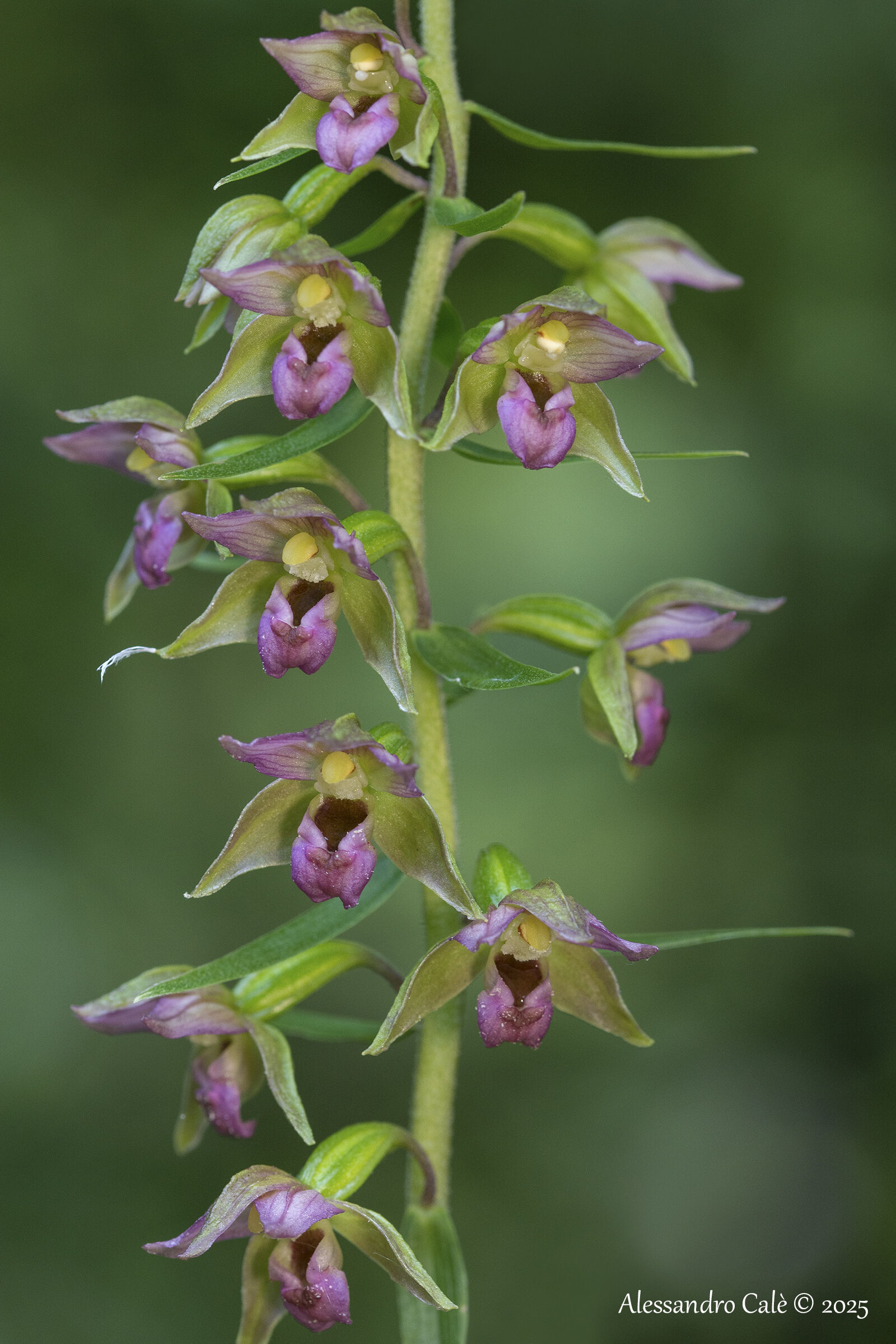 Epipactis helleborine (Elleborina comune) 7973
