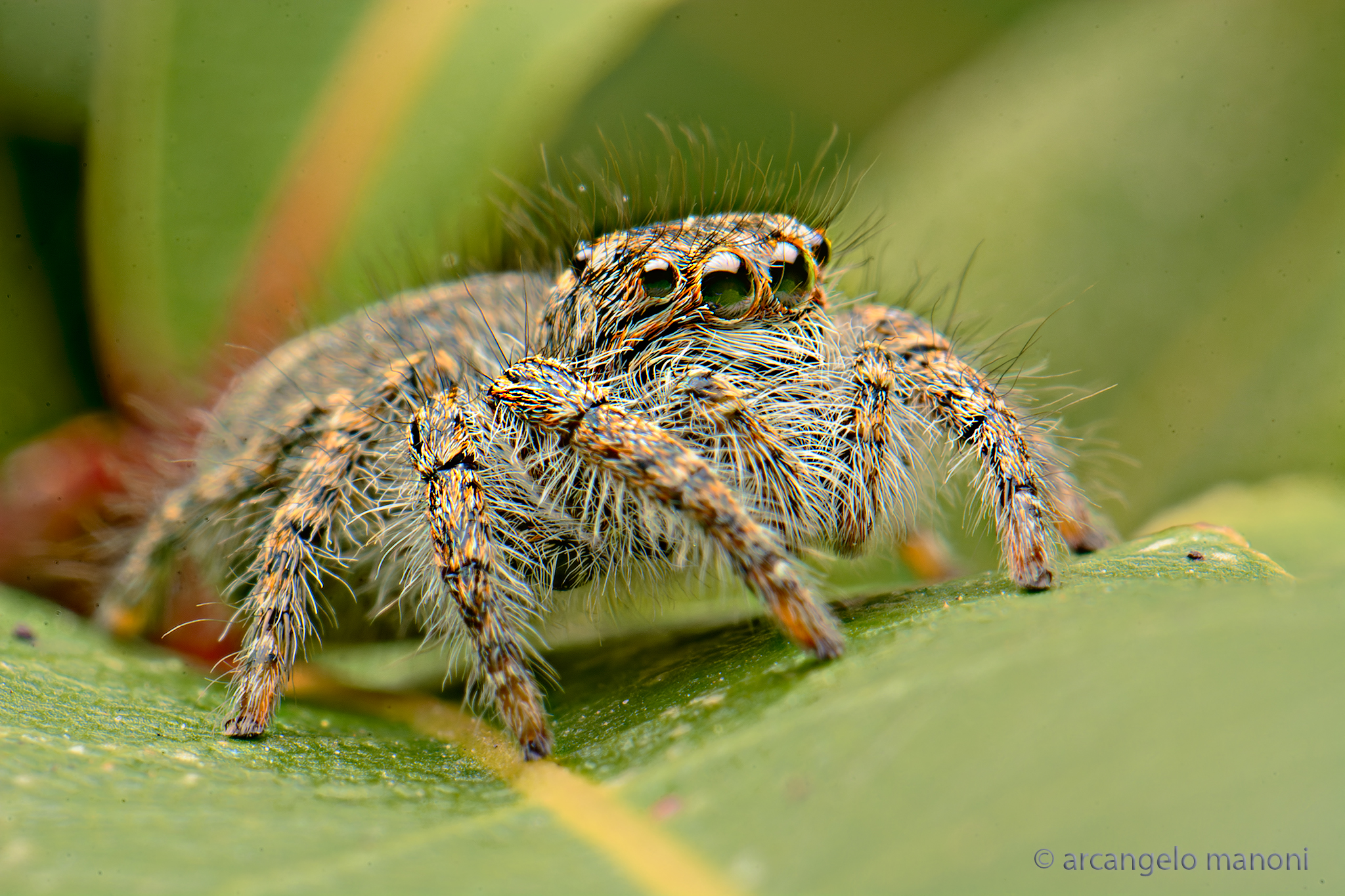 Salticidae
