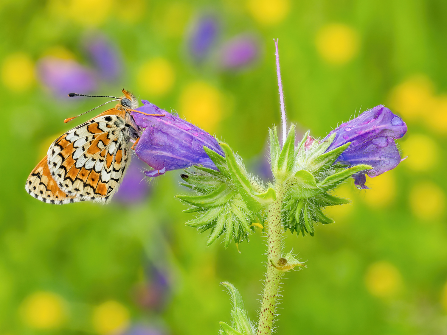 Melitaea sp.