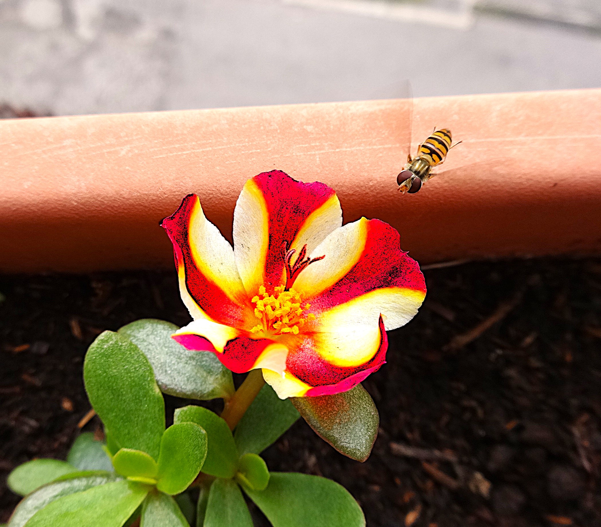 purslane with worker