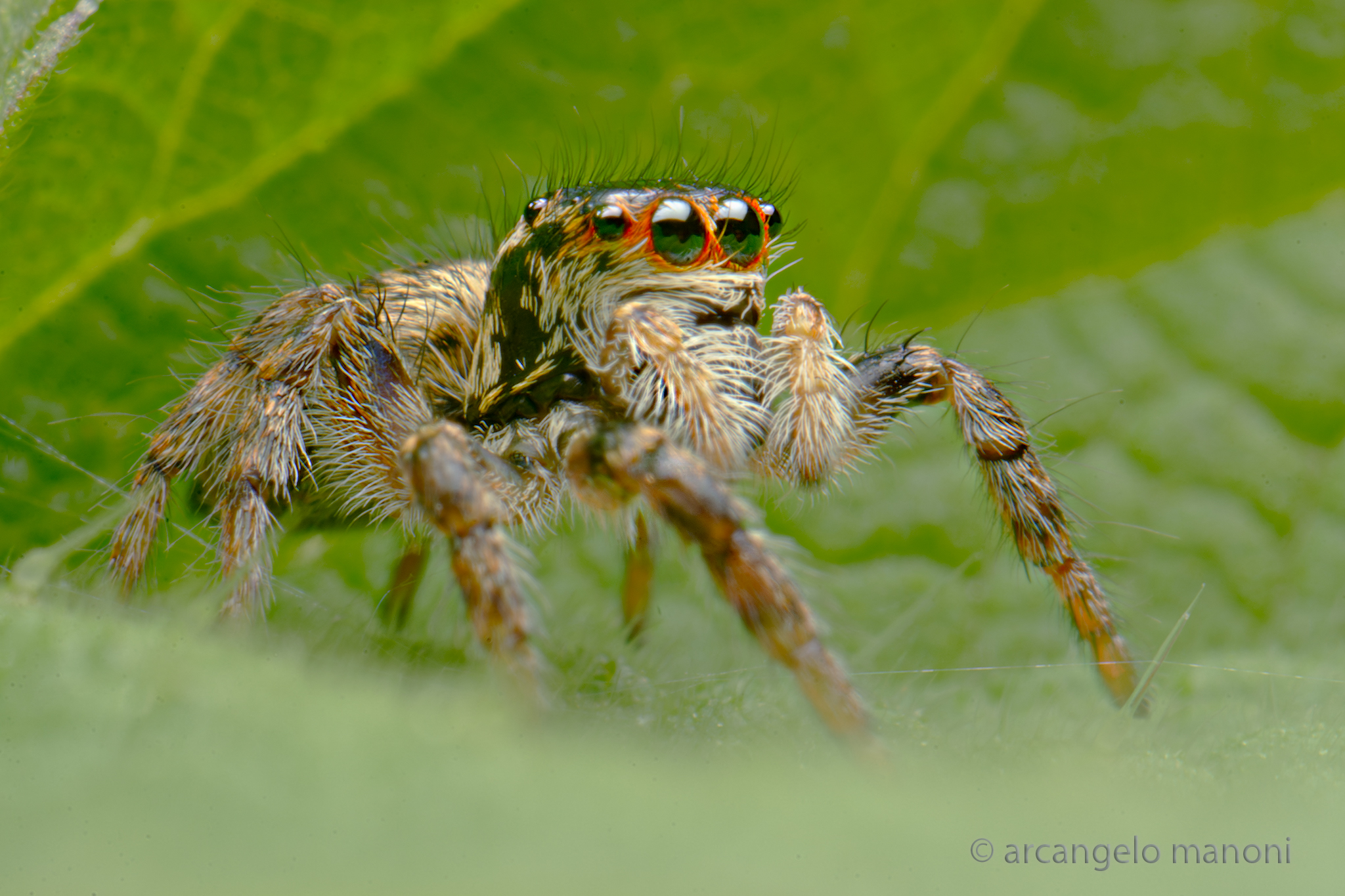 Salticidae: macchina da guerra con occhi fotonici