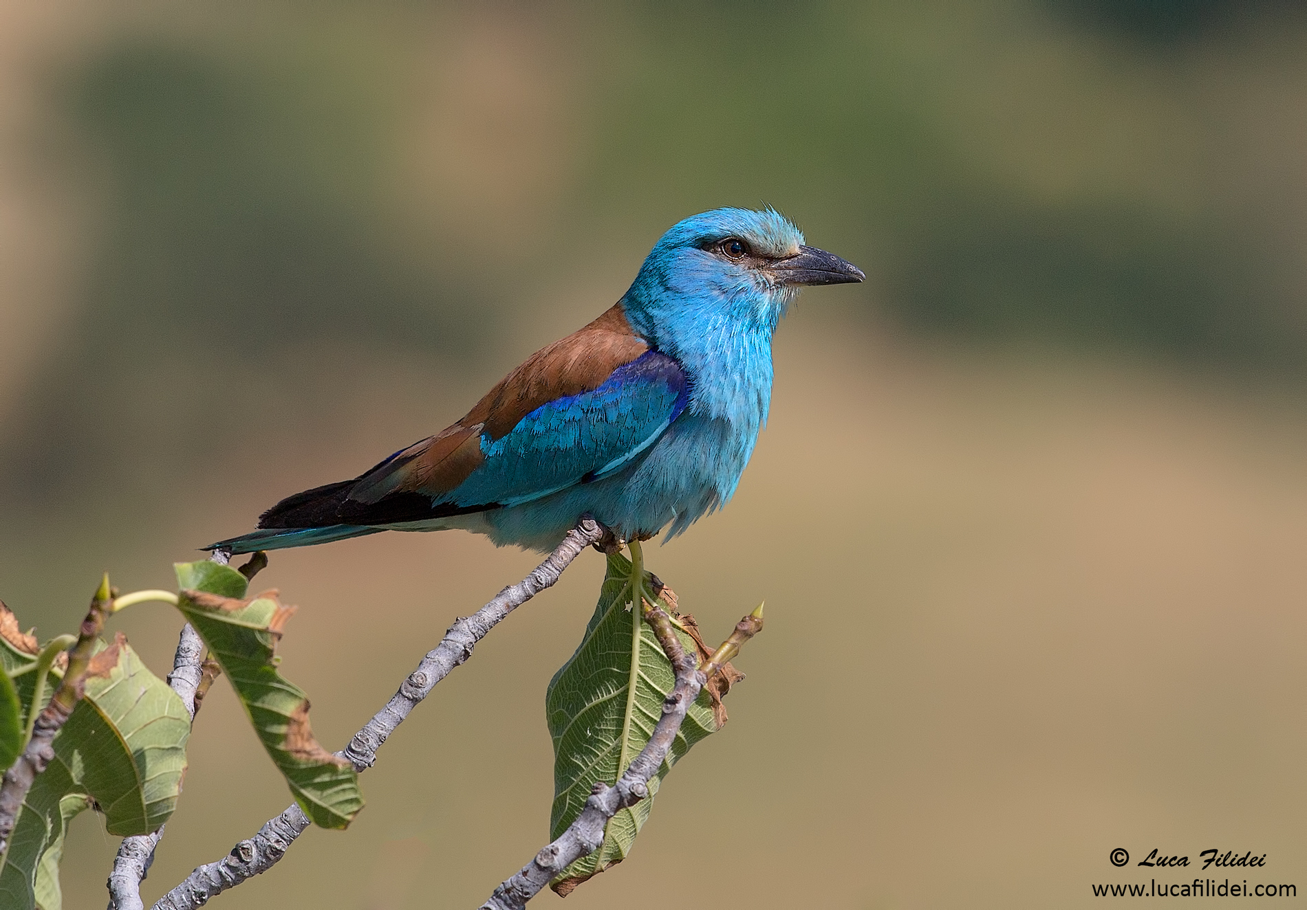Ghiandaia Marina in posa