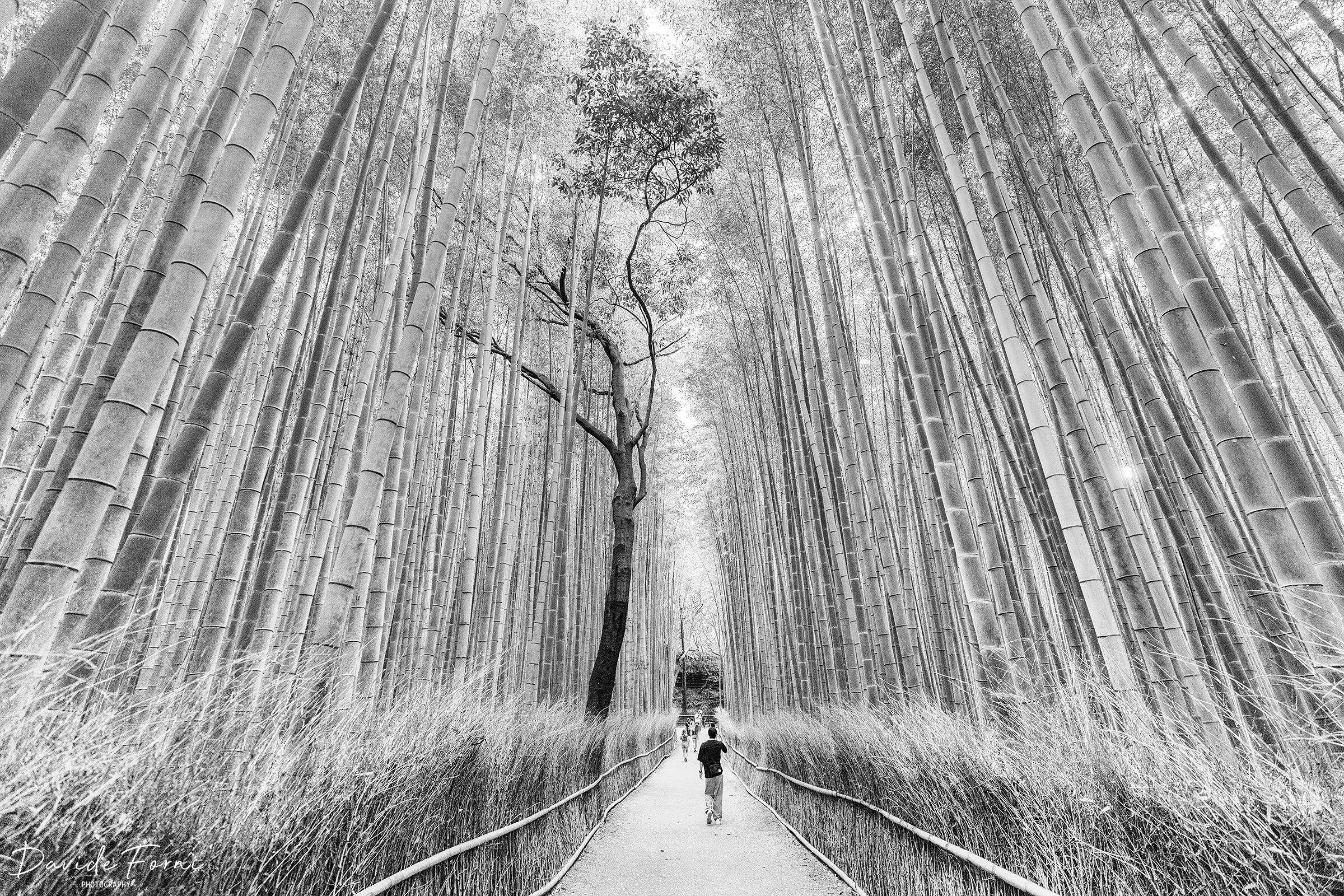 Foresta di Arashiyama