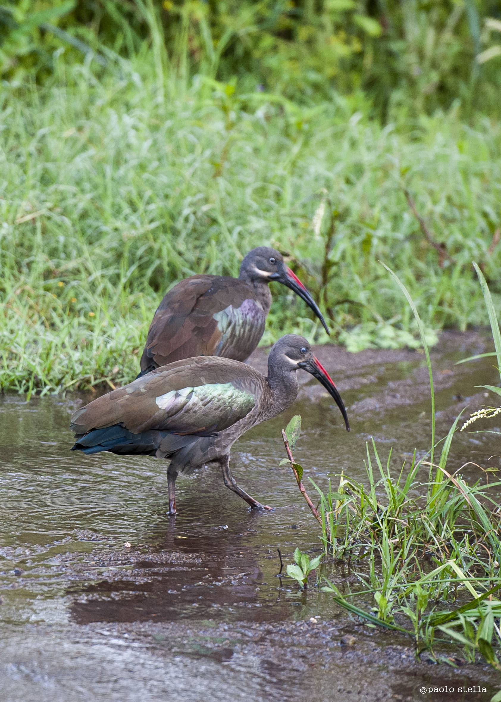 Glossy Ibis