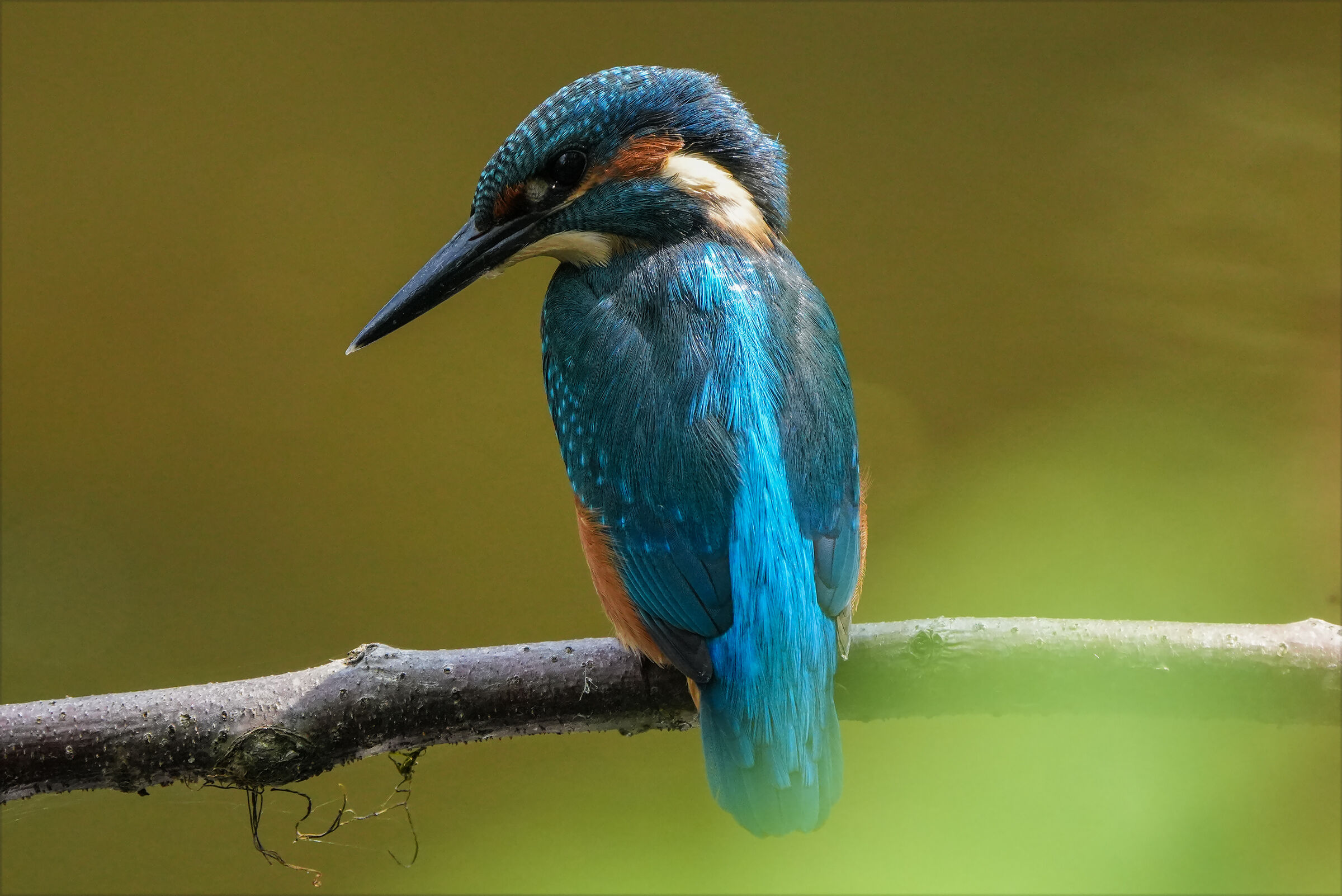 Maschio Martino