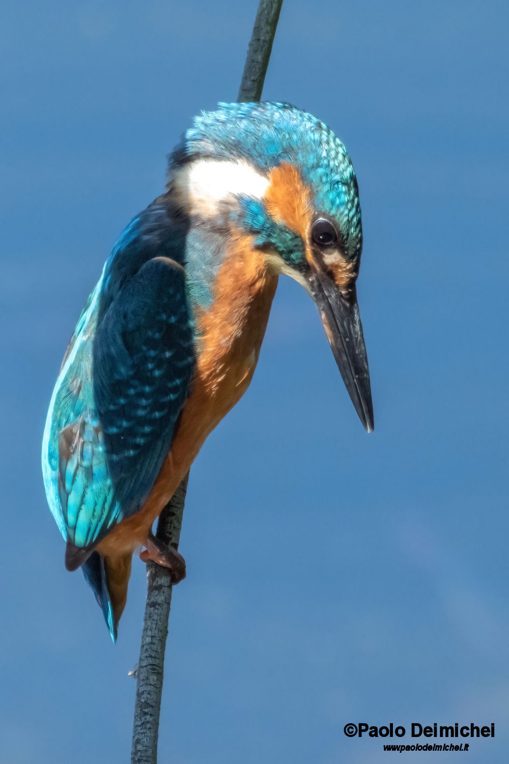 La concentrazione del Martin pescatore