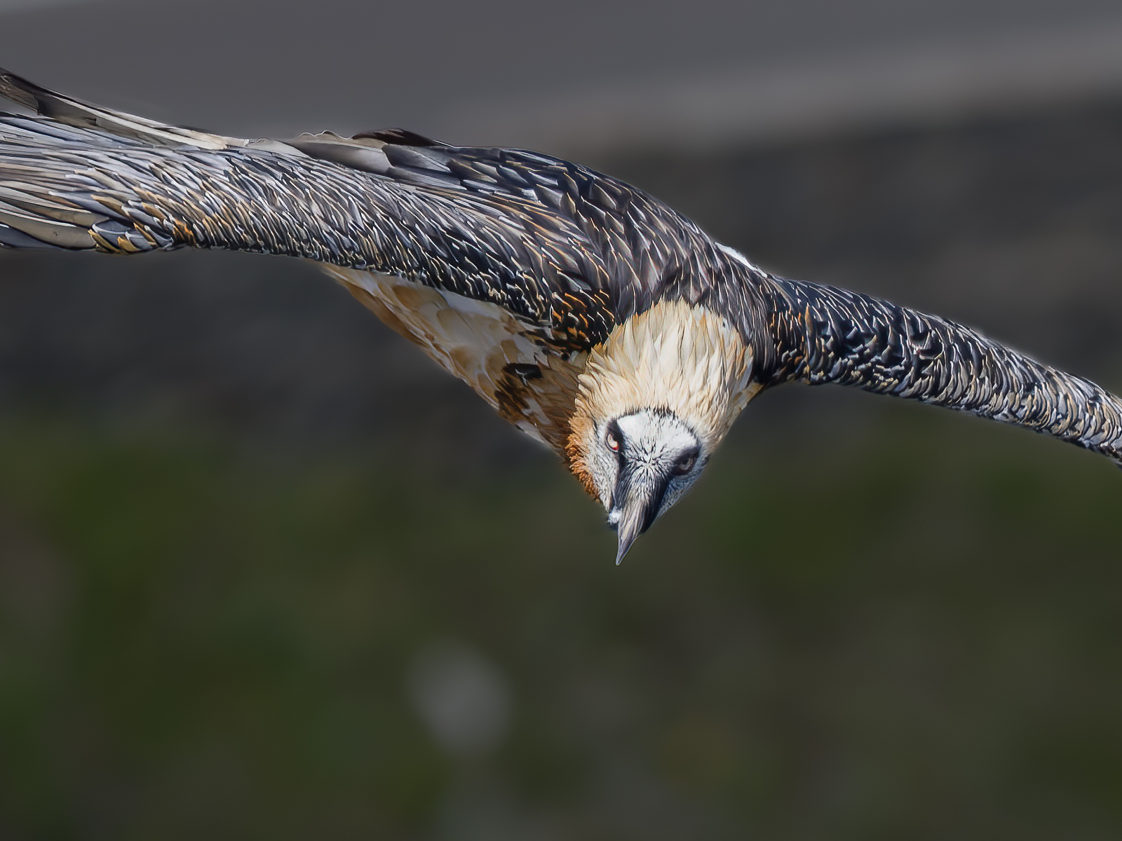 The bearded vulture ( Gypaetus barbatus)