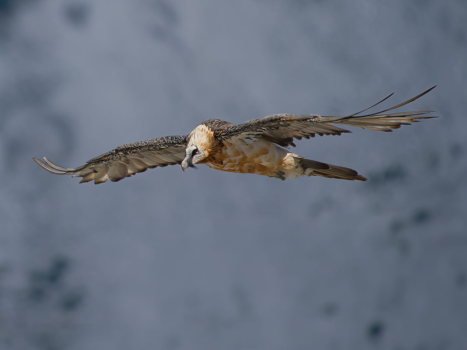 The bearded vulture ( Gypaetus barbatus)