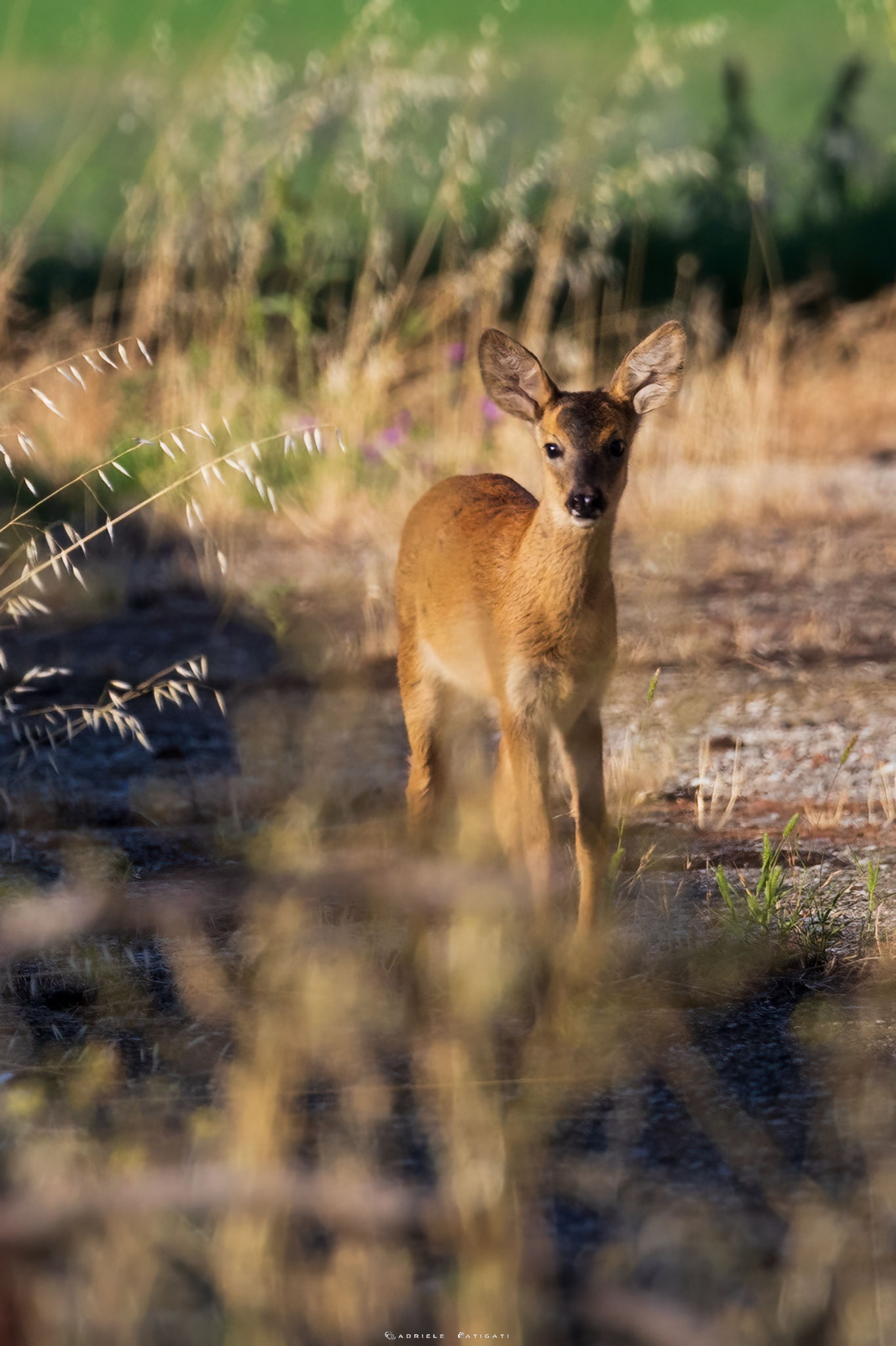 Baby roe deer