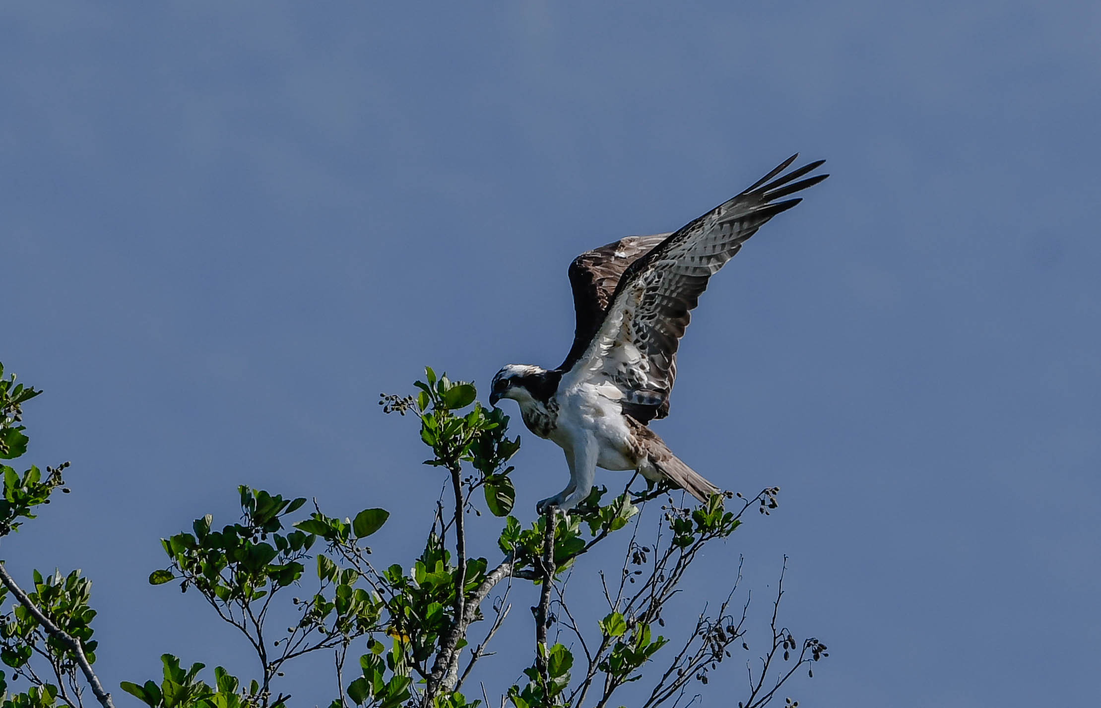 Falco Pescatore