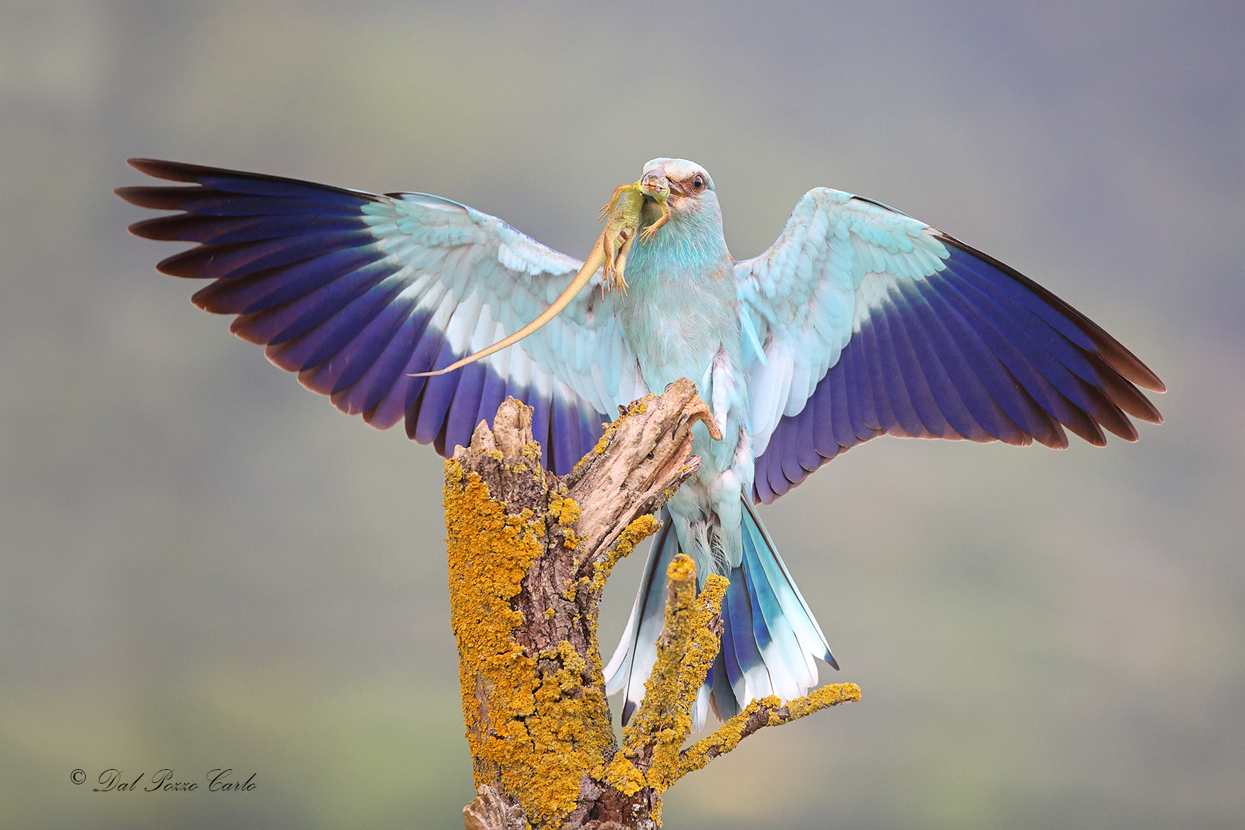 European jay with green lizard