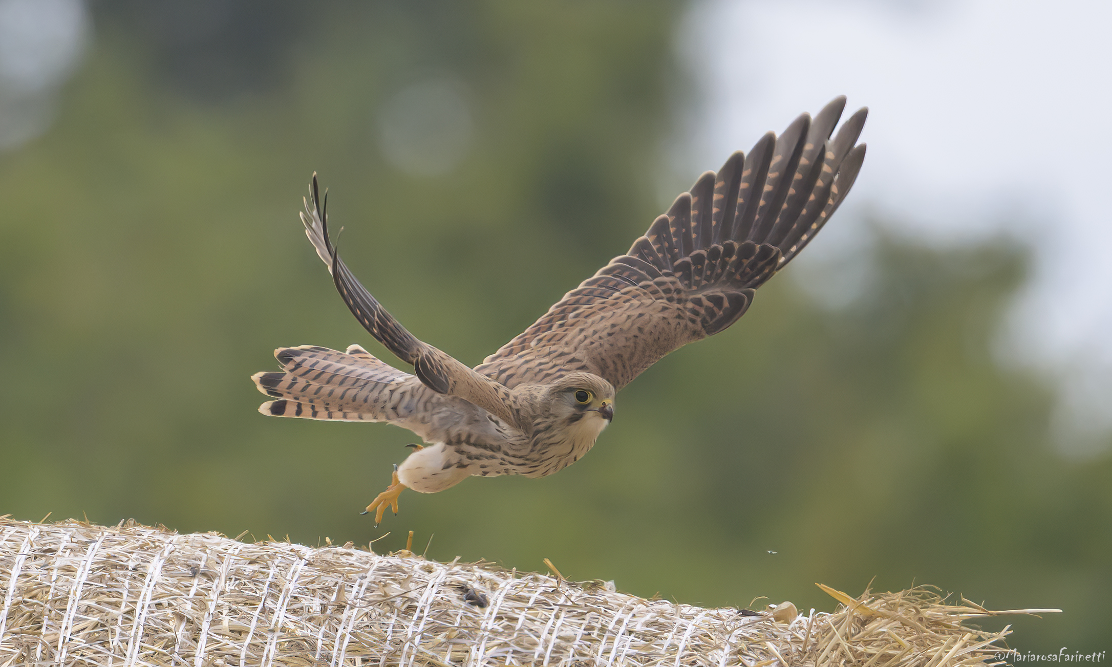 il Gheppio e la rotopalla