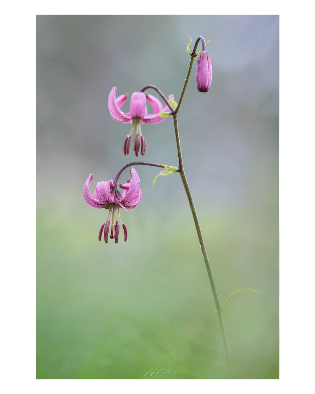 Monte Grappa Giglio Martagone in the rain