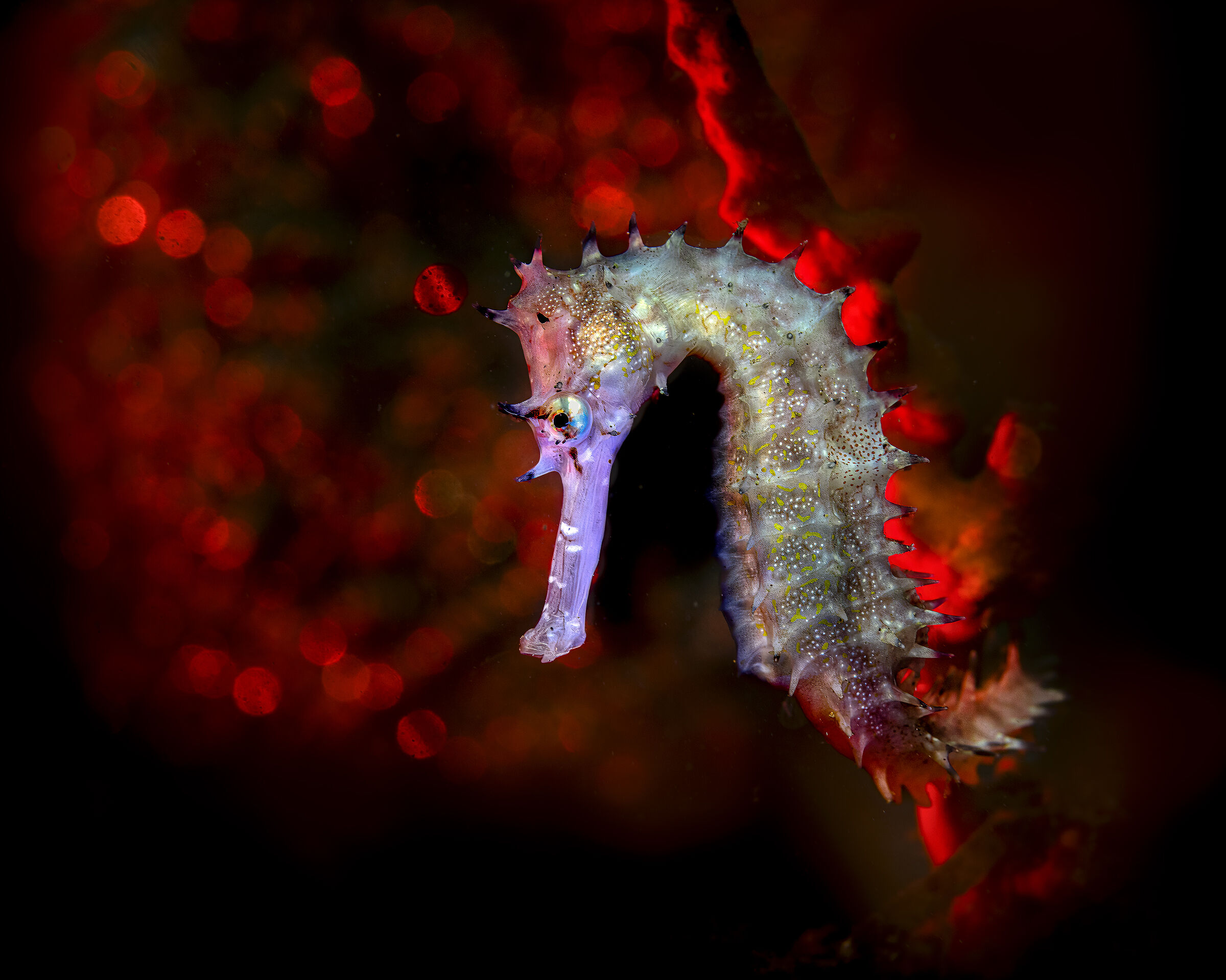 seahorse porcupine
