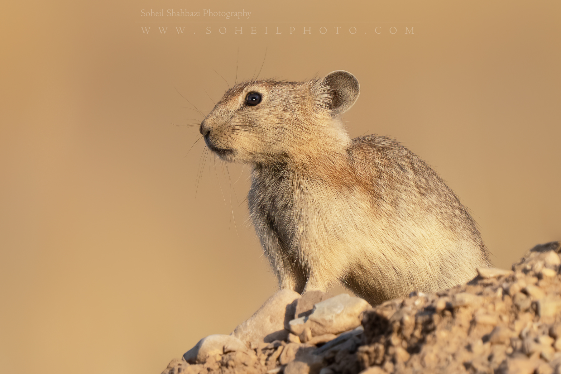 Afghan pika