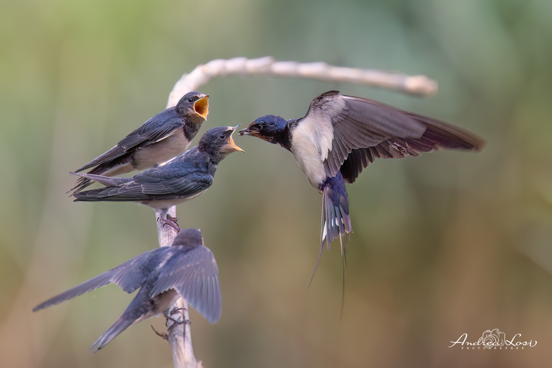 Mother swallow feeds her young