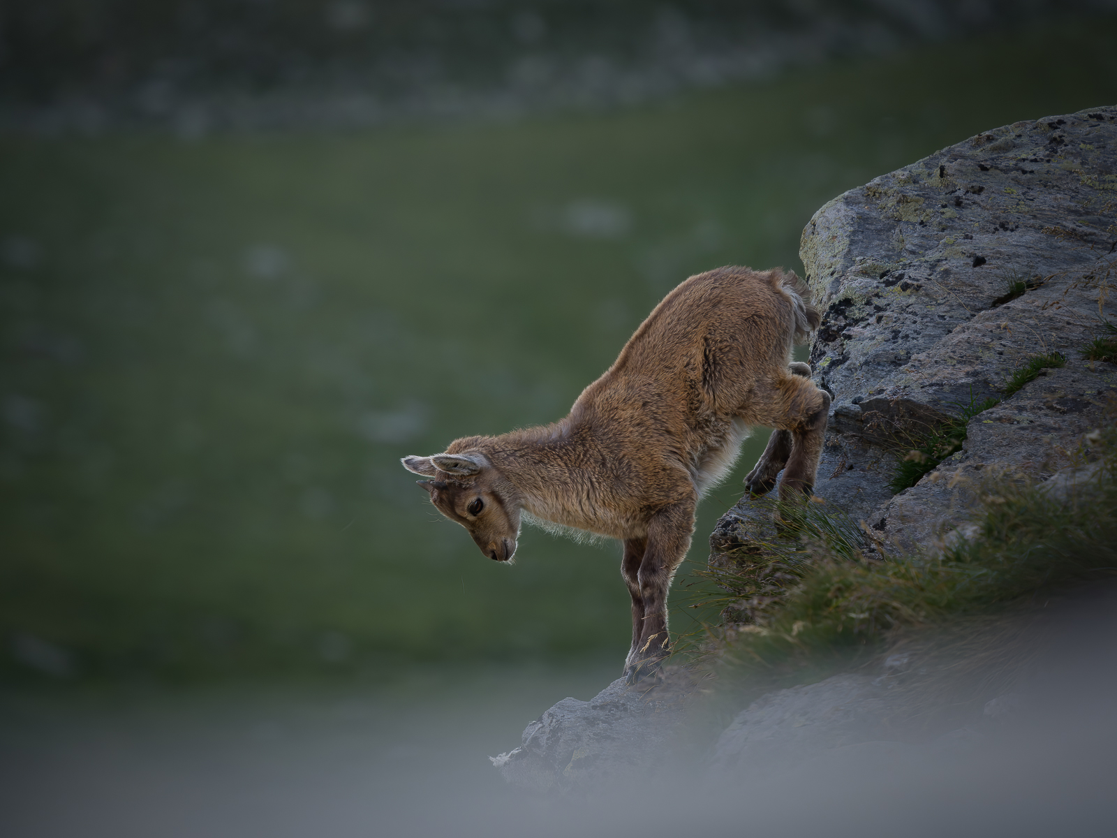 Born in the balance : Little ibex