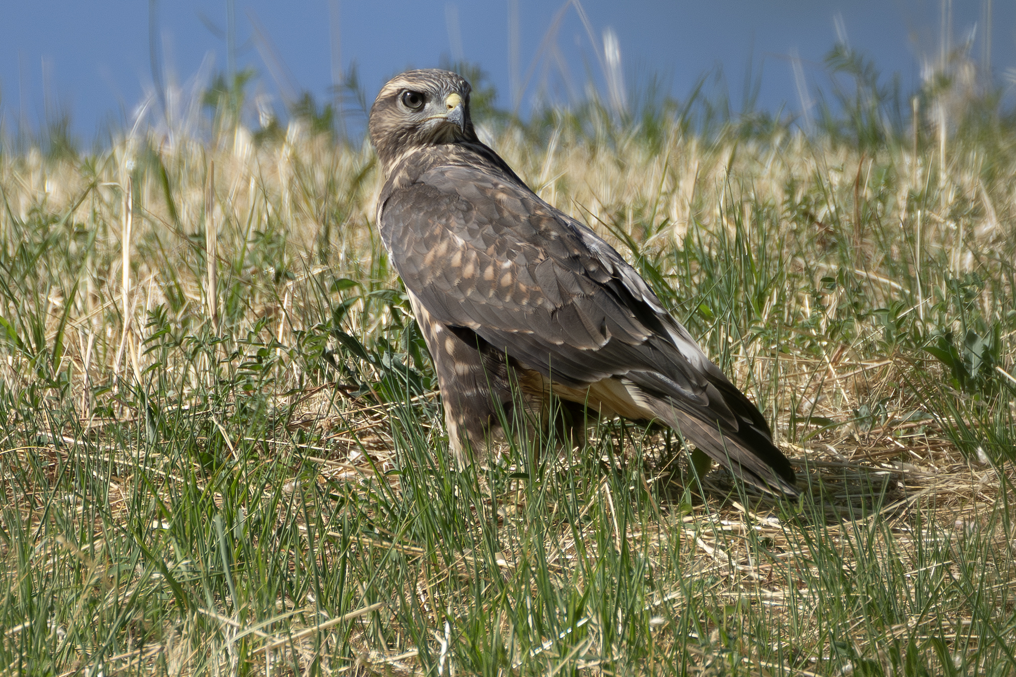 Harrier