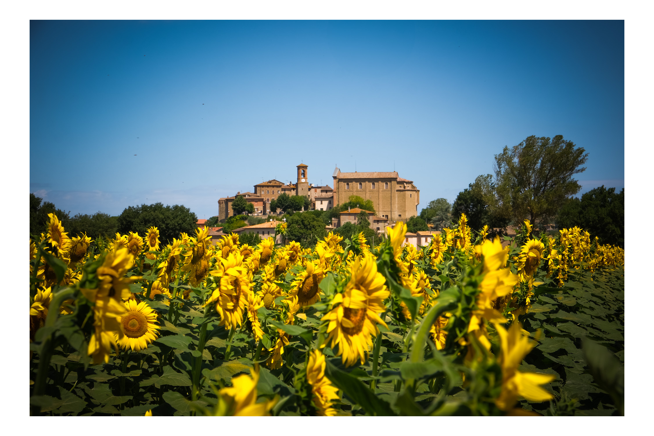 Umbrian Summer