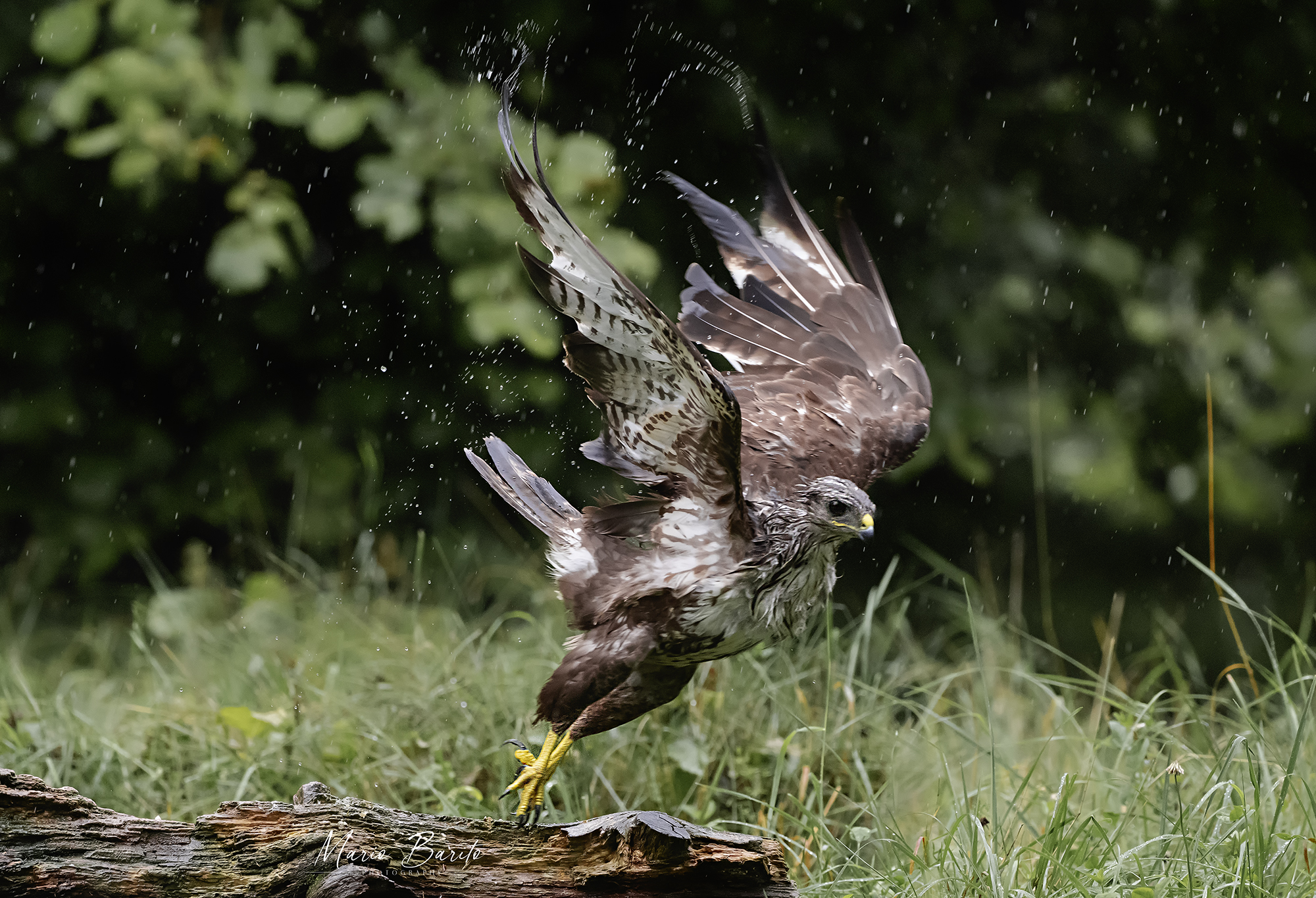 buzzard in the rain .. photo from shed .. Dolomites 25