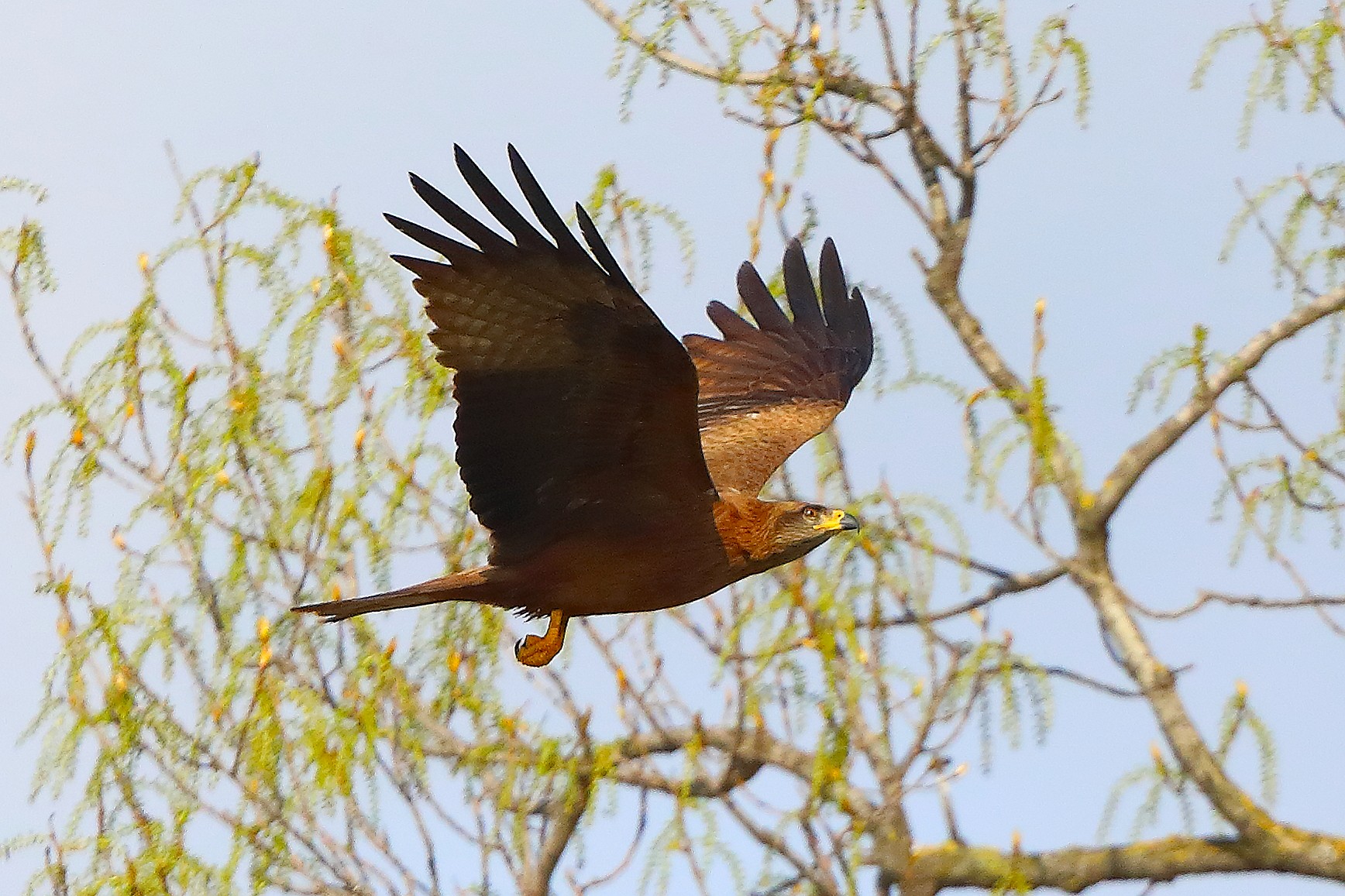 Nibbio bruno 29 marzo 2025 - 0187