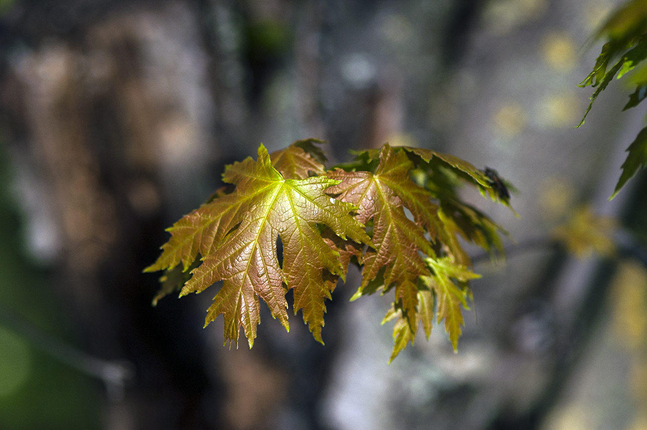 Tones of old age