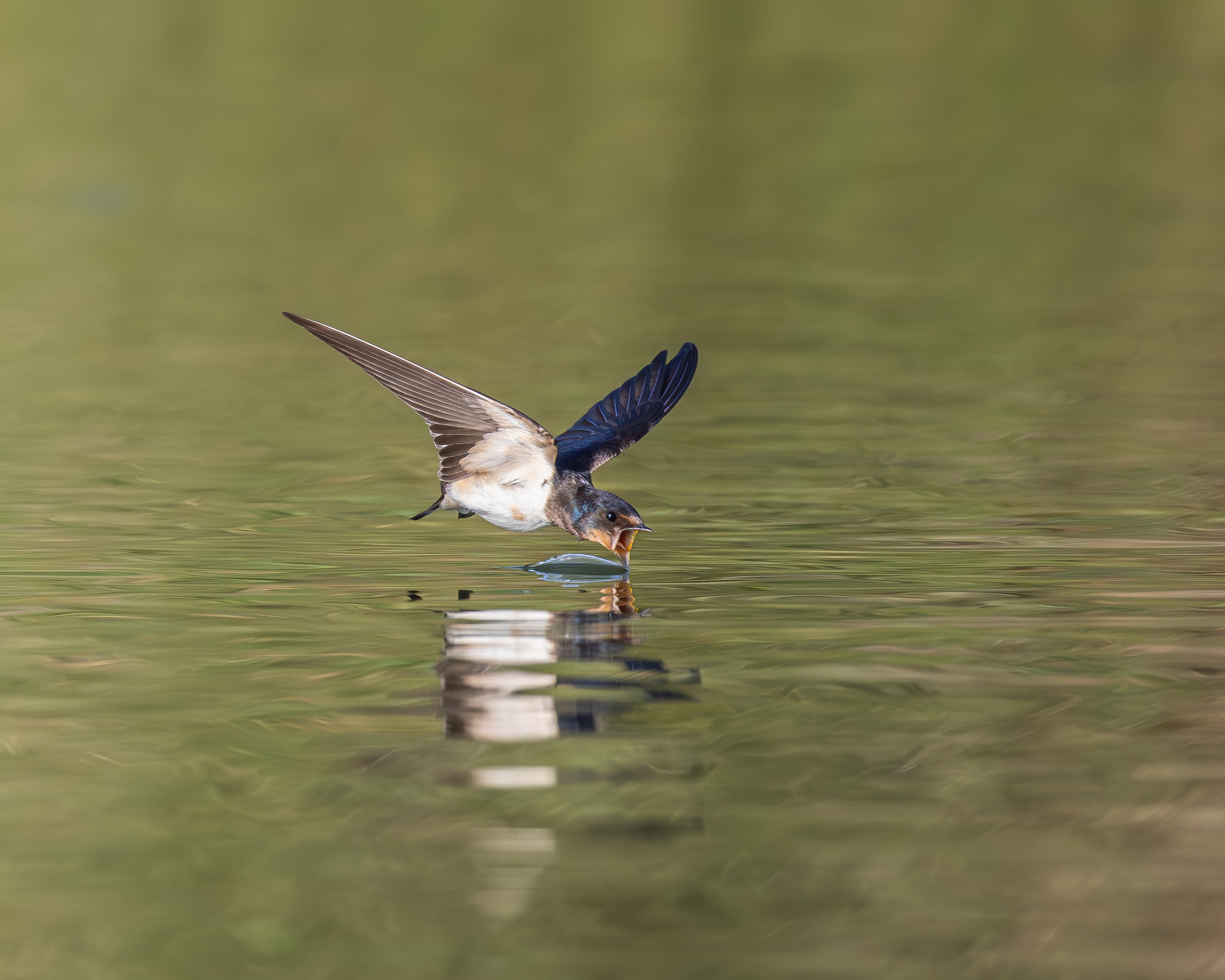 Swallow on the water