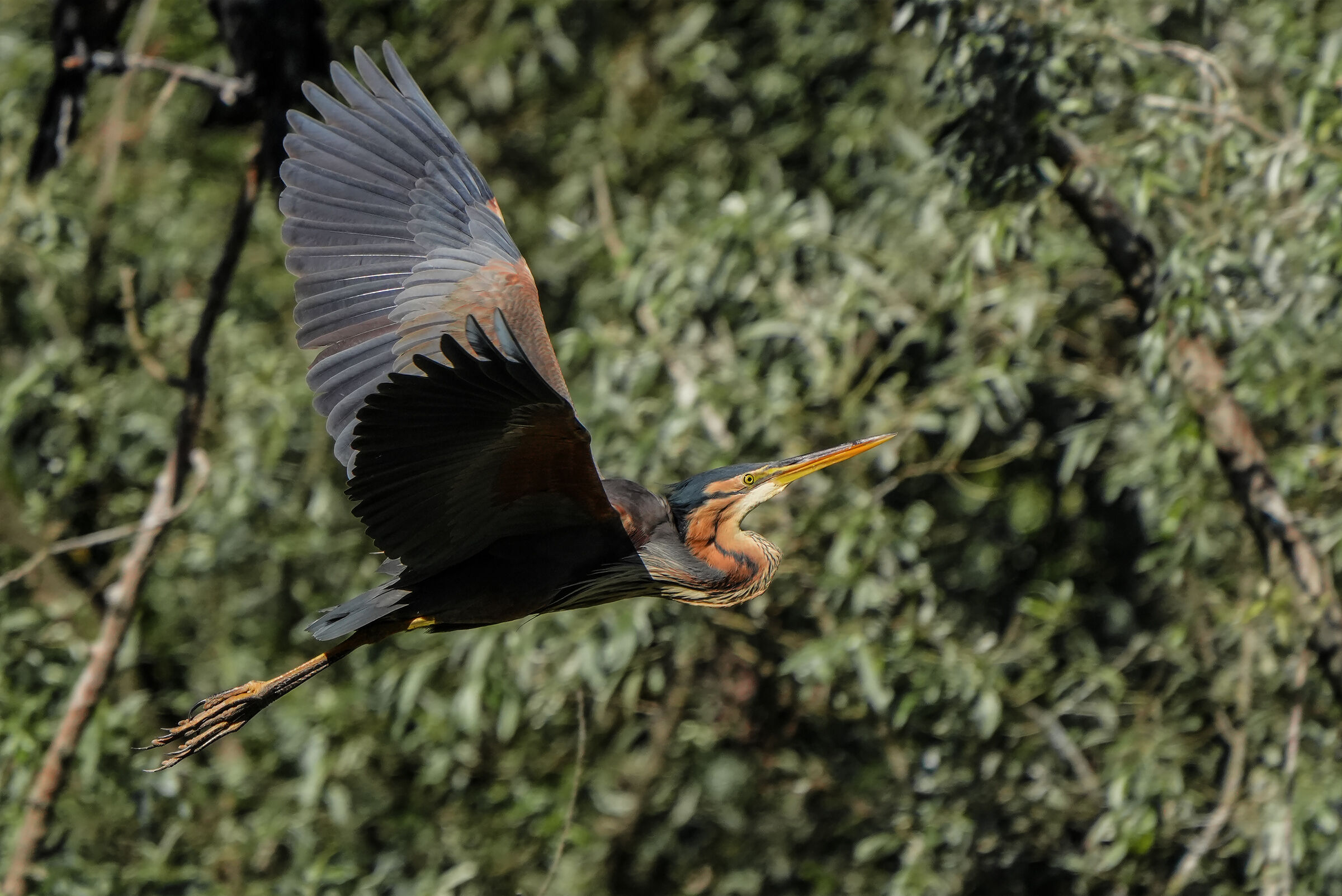 red in flight