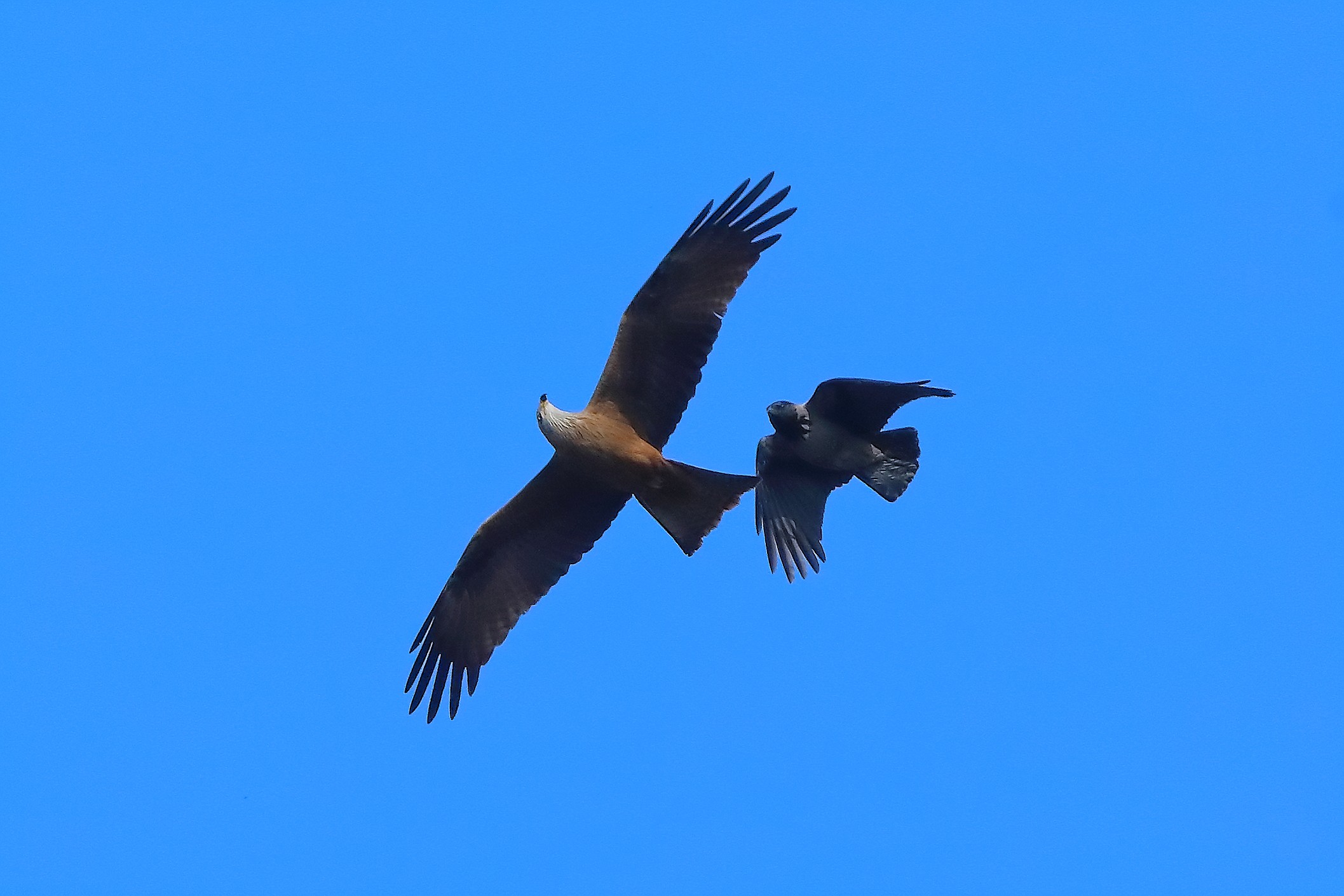 Nibbio bruno 28 marzo 2025 - 0091