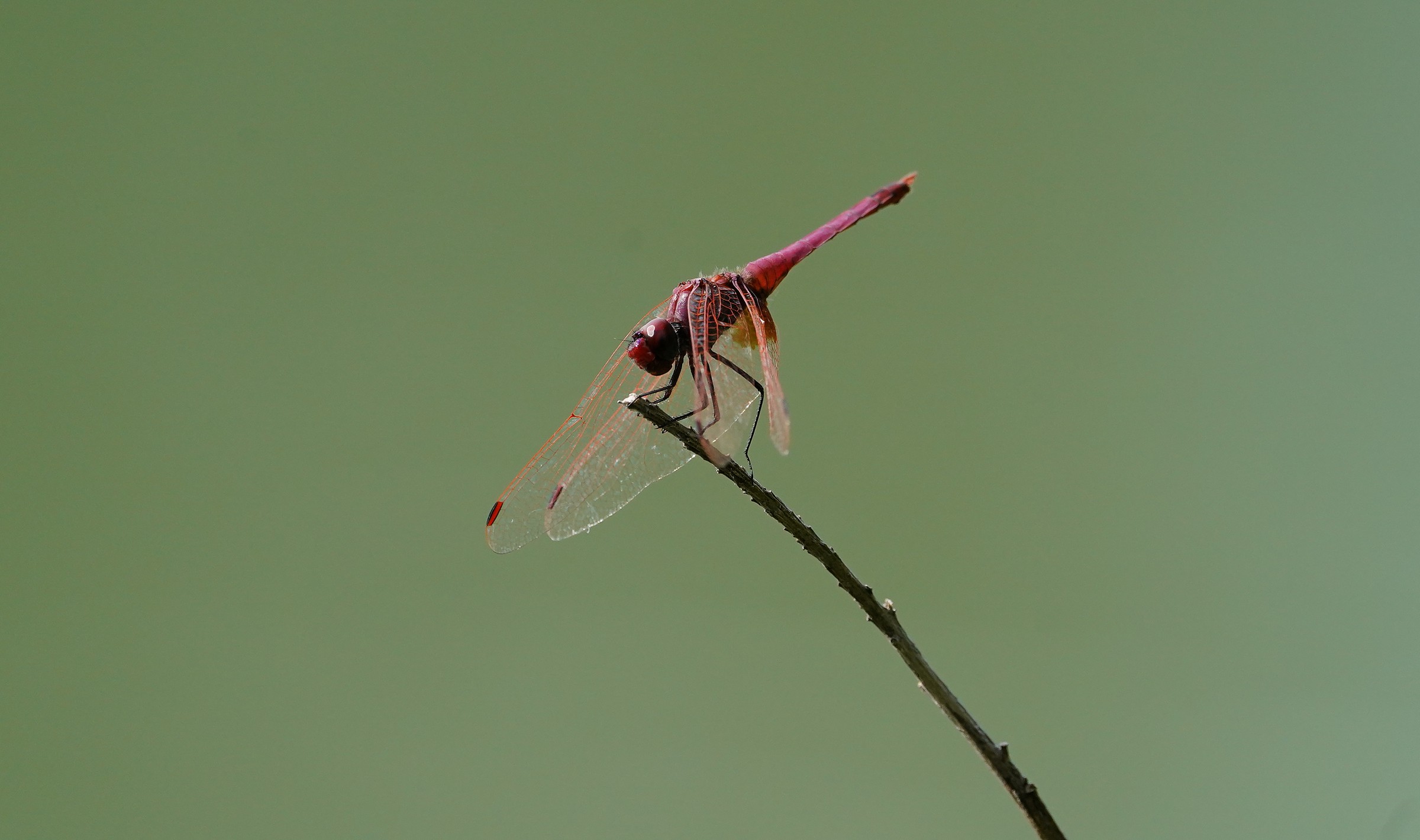 Libellula