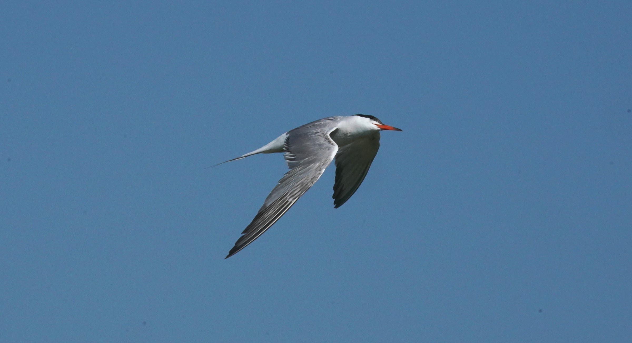 Sterna in volo