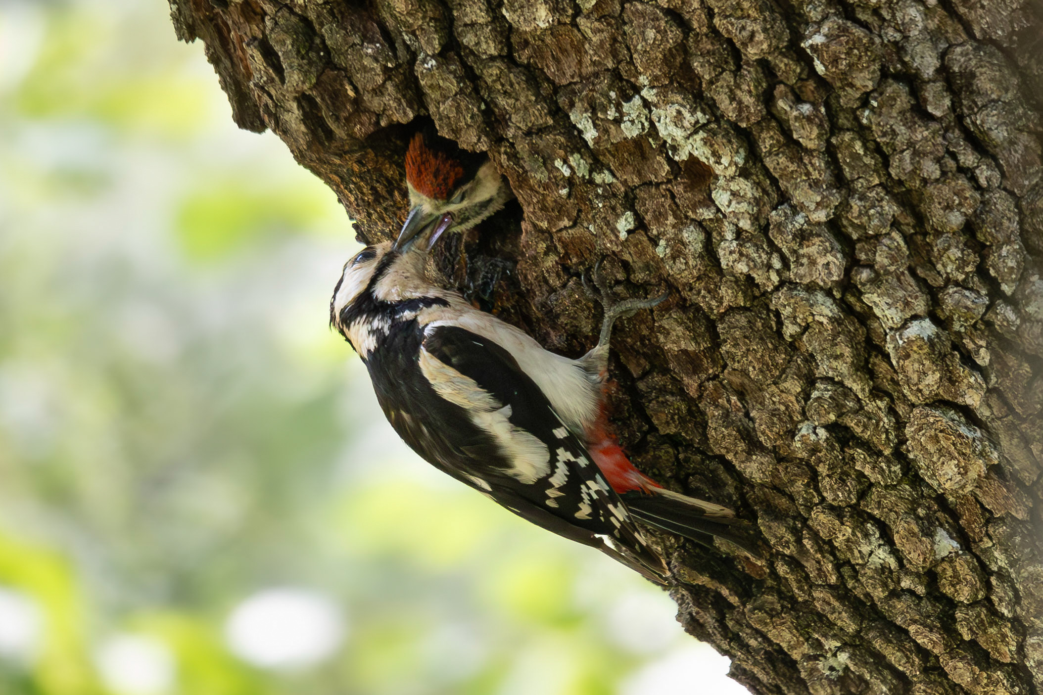 Great Spotted Woodpecker and Pullet