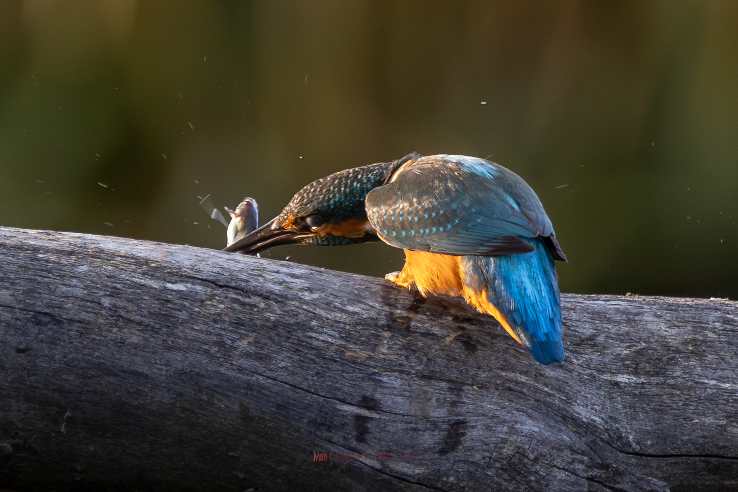 il martino finisce la sua preda a colpi