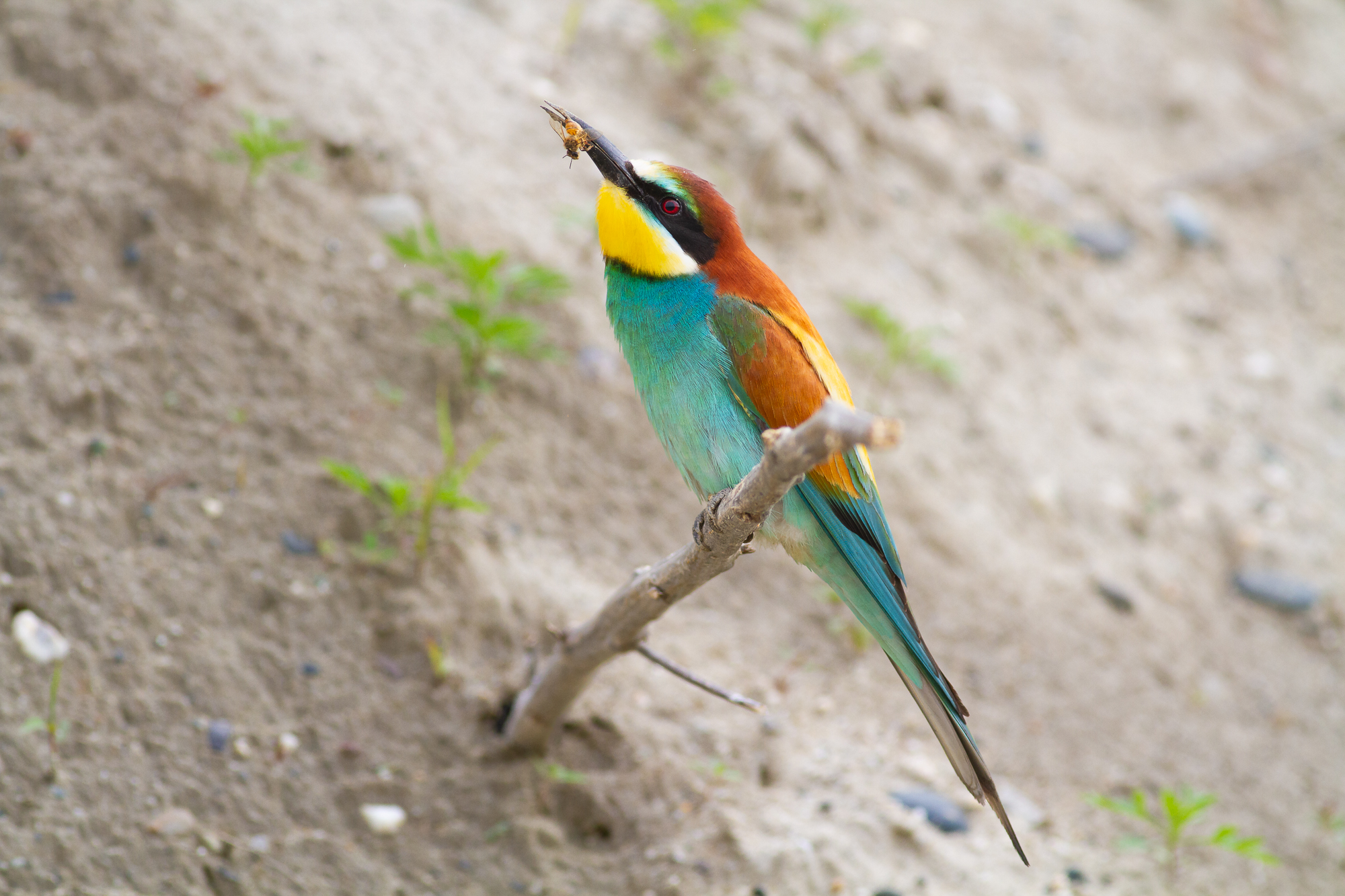 Bee-eater di nome e di fatto!