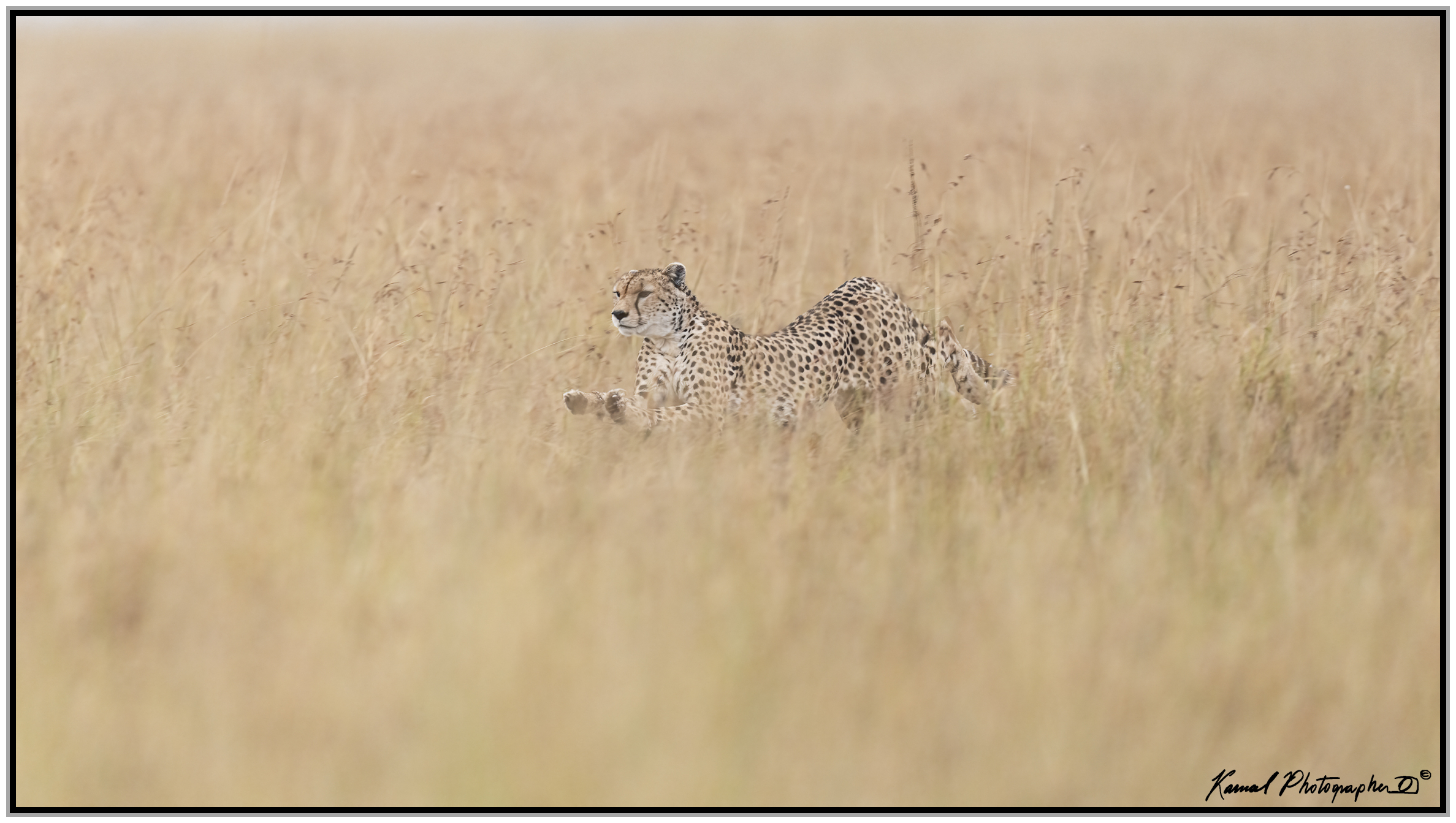 Ghepardo (Acinonyx jubatus)