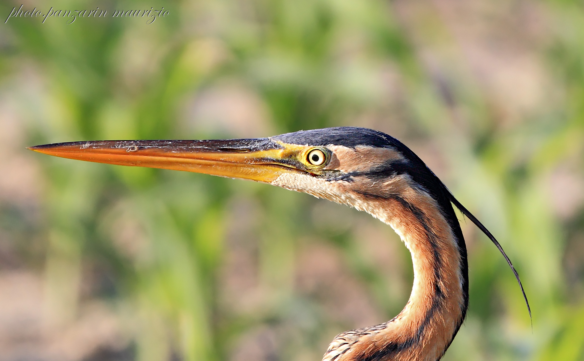 purple heron portrait