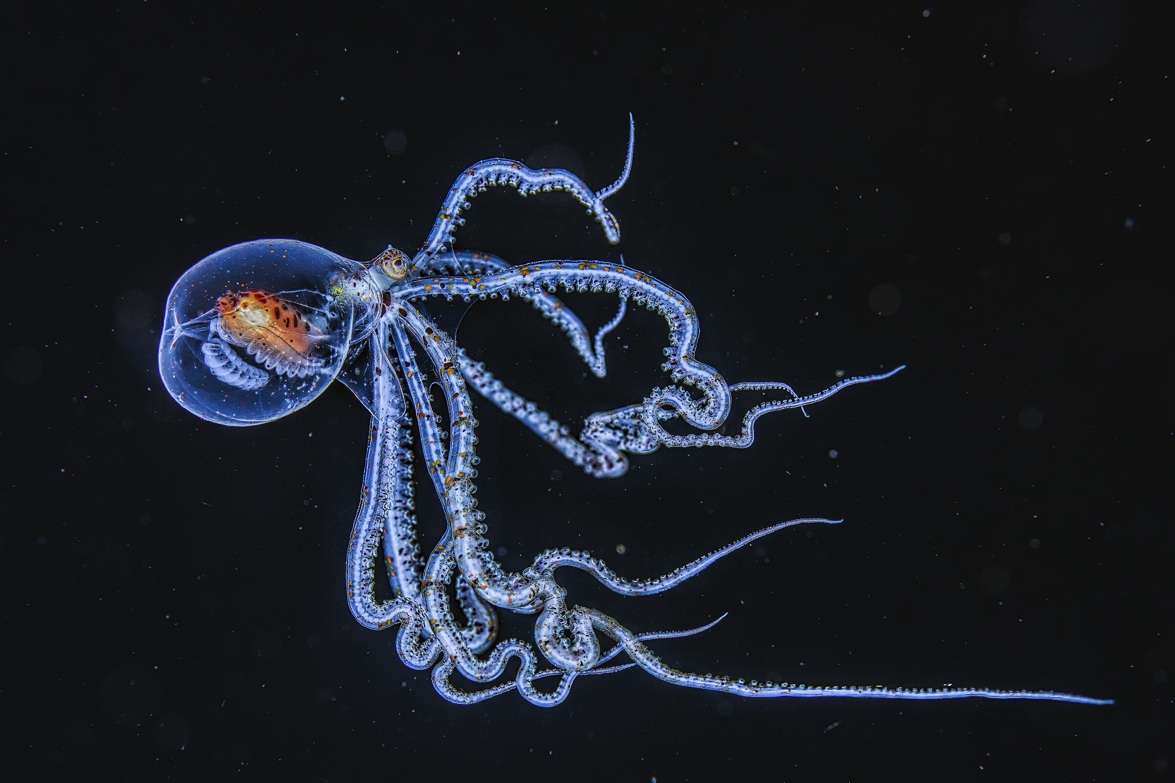 wunderpus photogenicus   Anilao Photo Academy