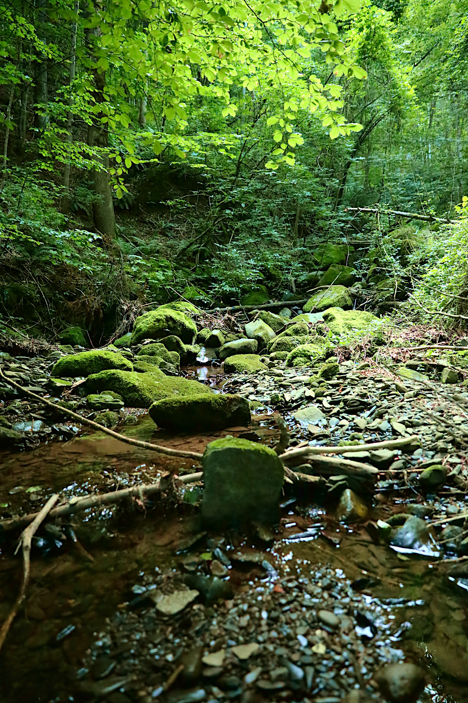 Affluente del torrente Ospitale, Appennino Tosco Emilia