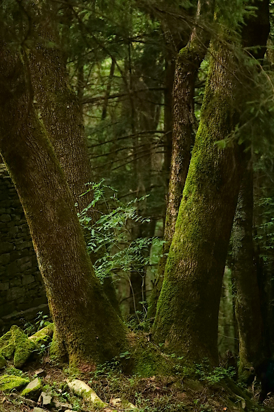 Nel profondo del bosco appenninico