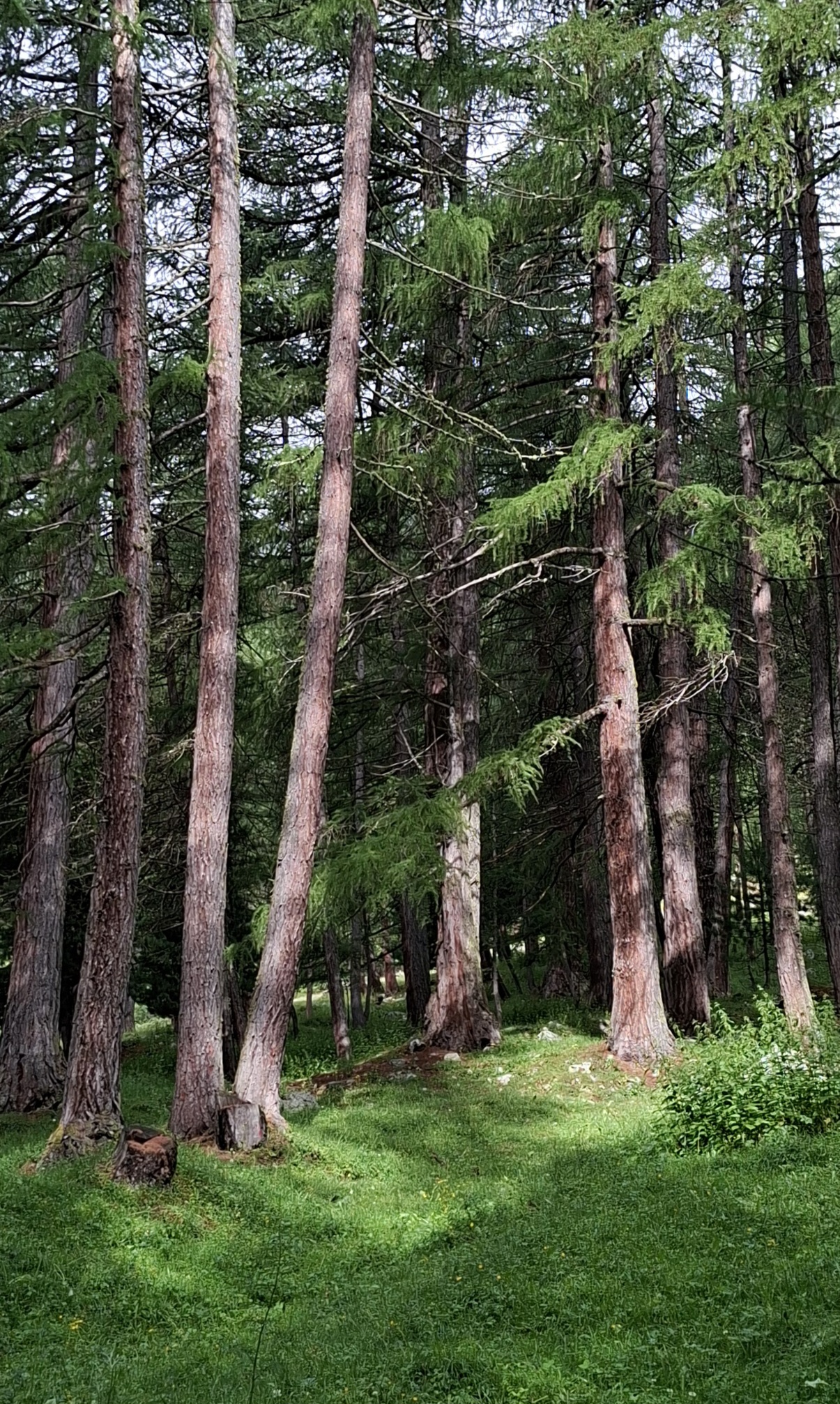 Alberi