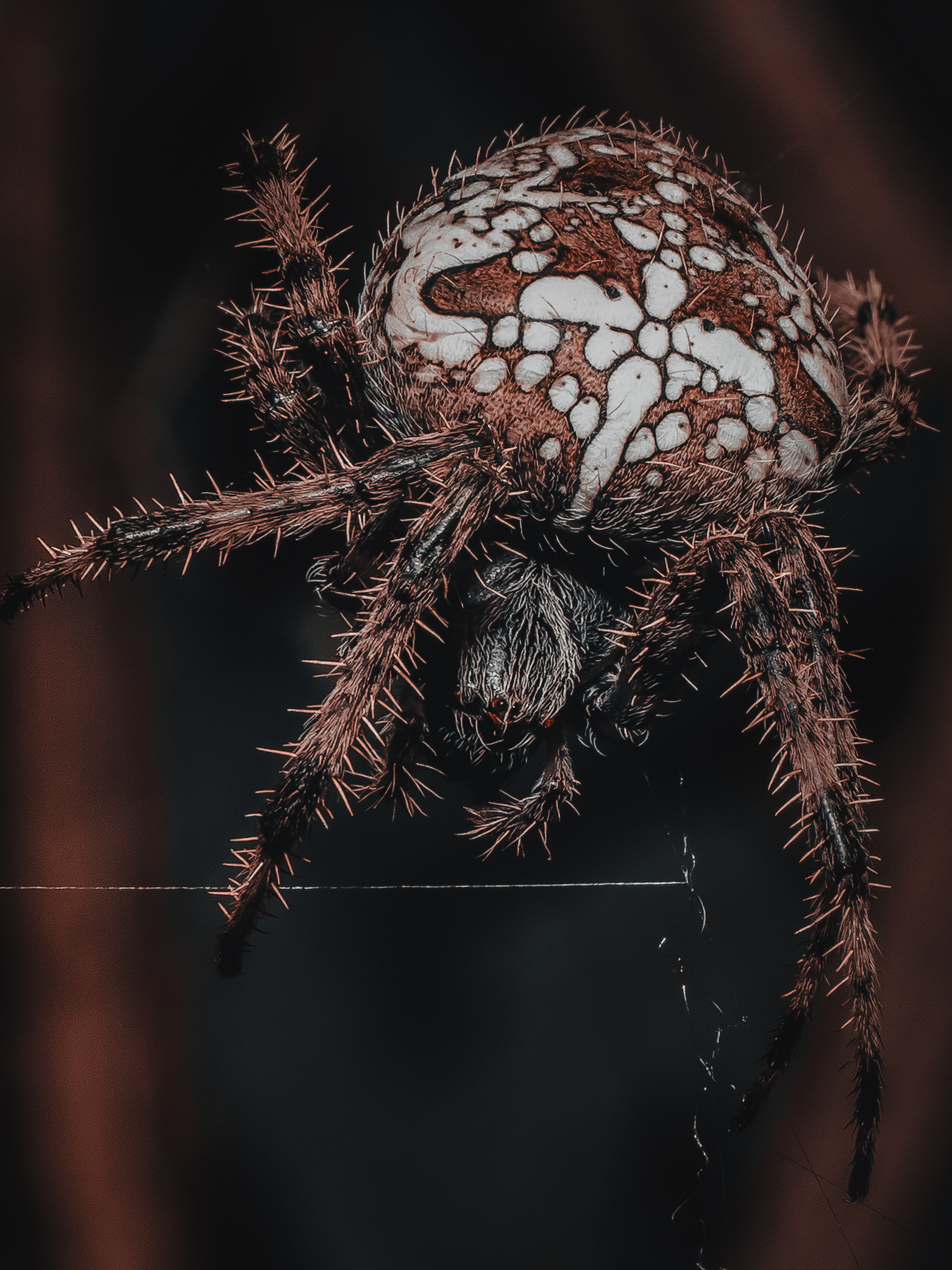 Macro ragno crociato