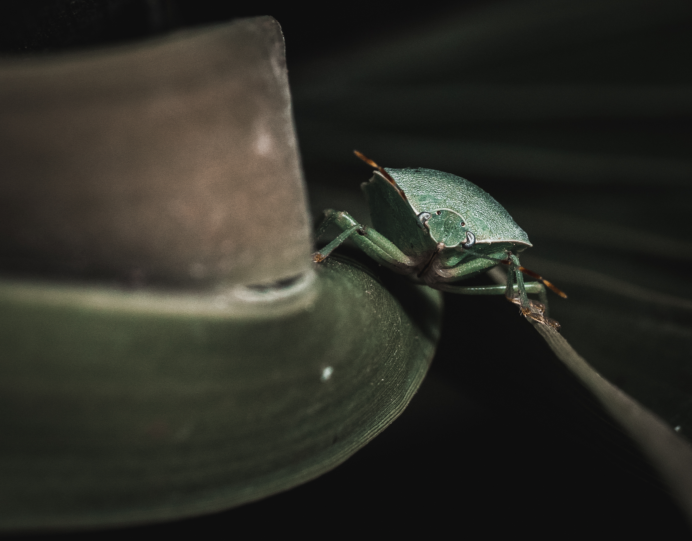 Shhh silenzio, ci deve essere una ...