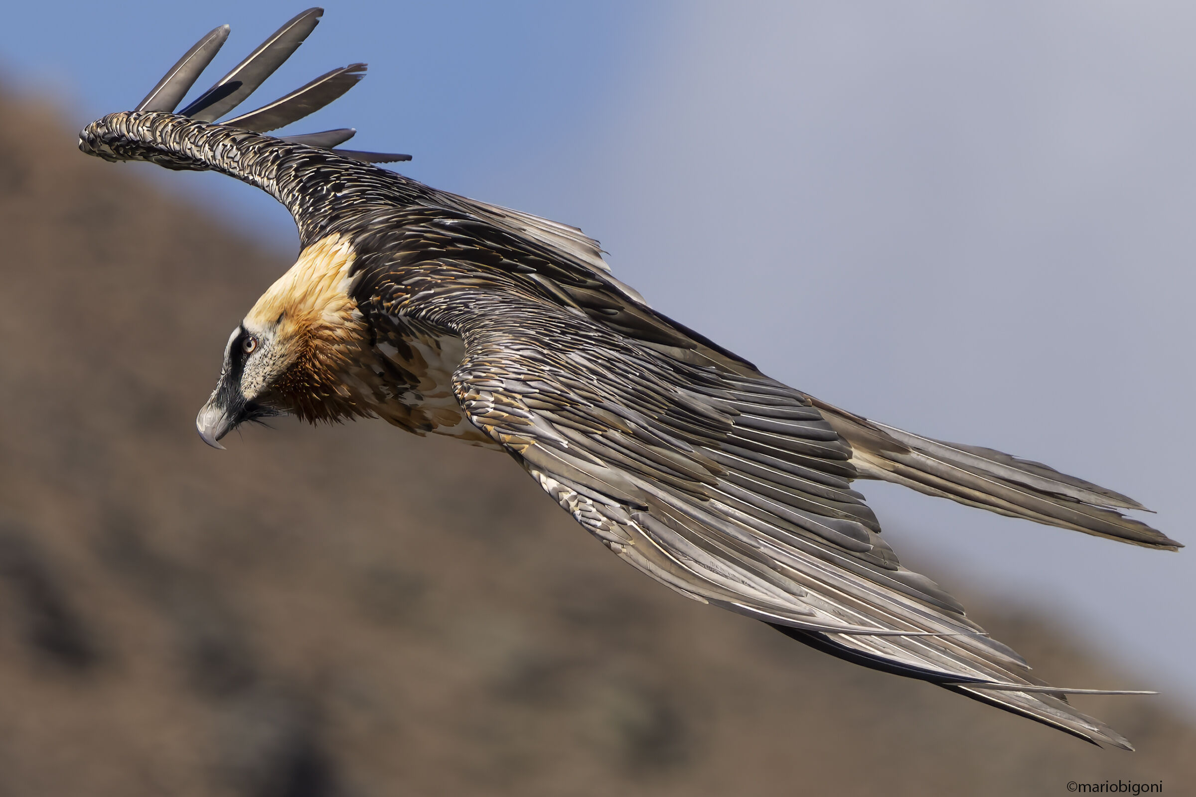 Bearded vulture Stelvio Pass