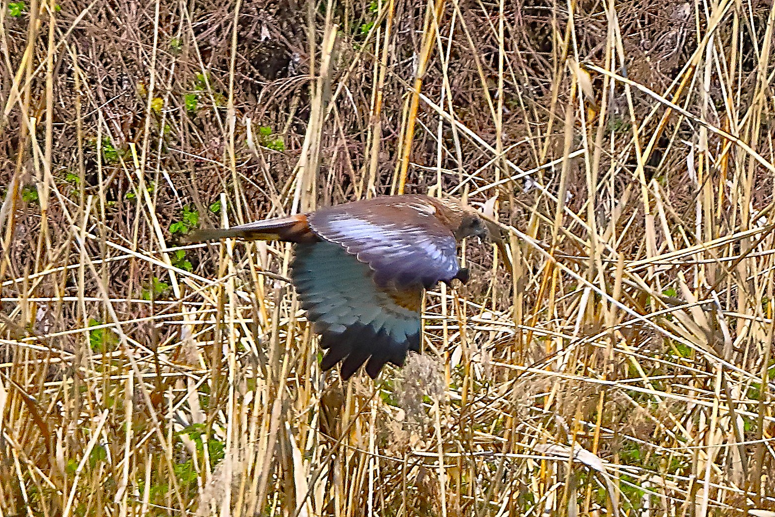 Falco di palude M 05 aprile 2025 - 0250