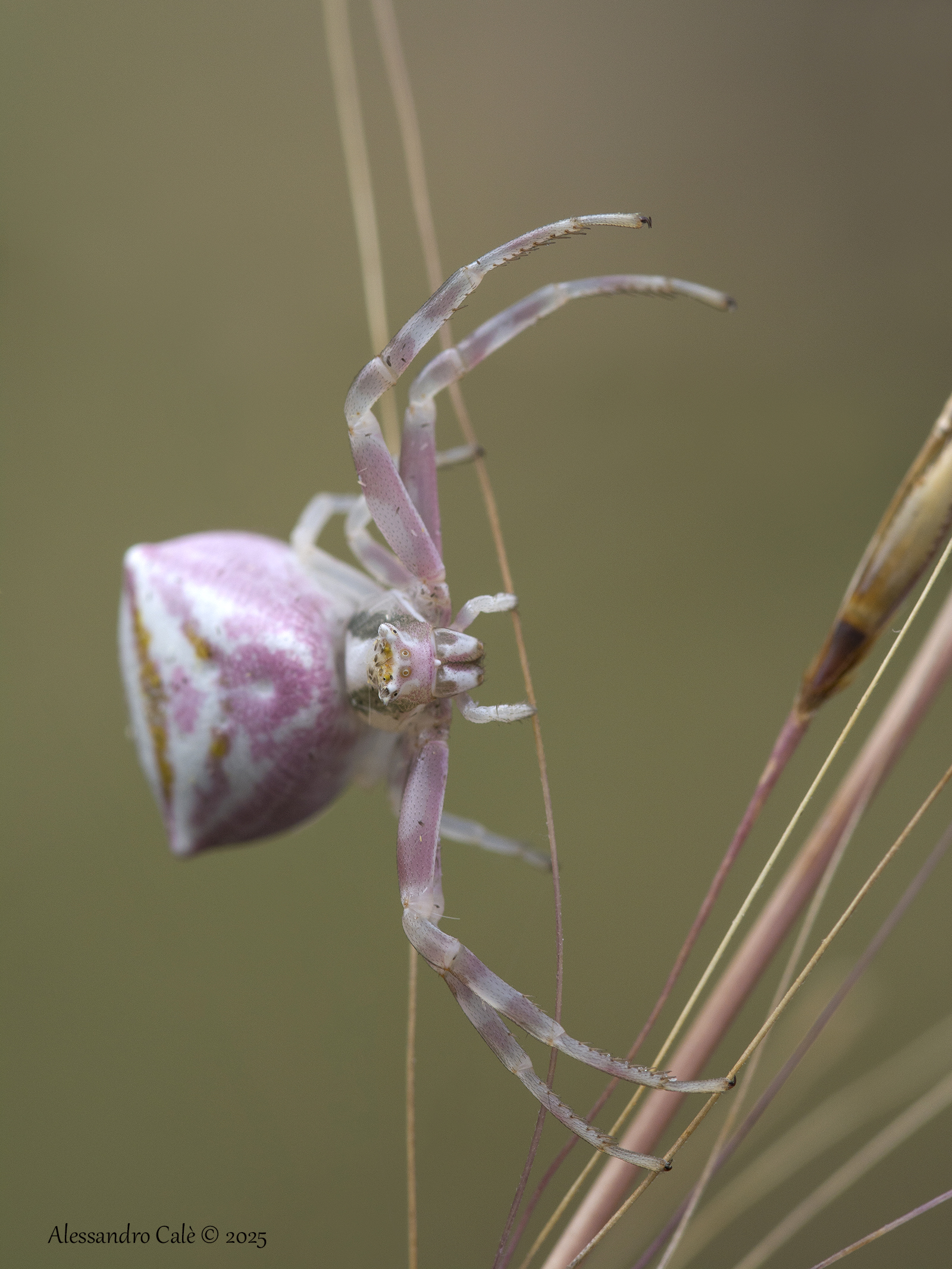 Thomisus onustus 6175