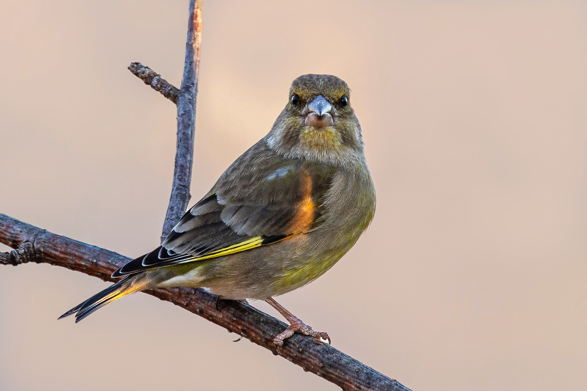 Greenfinch