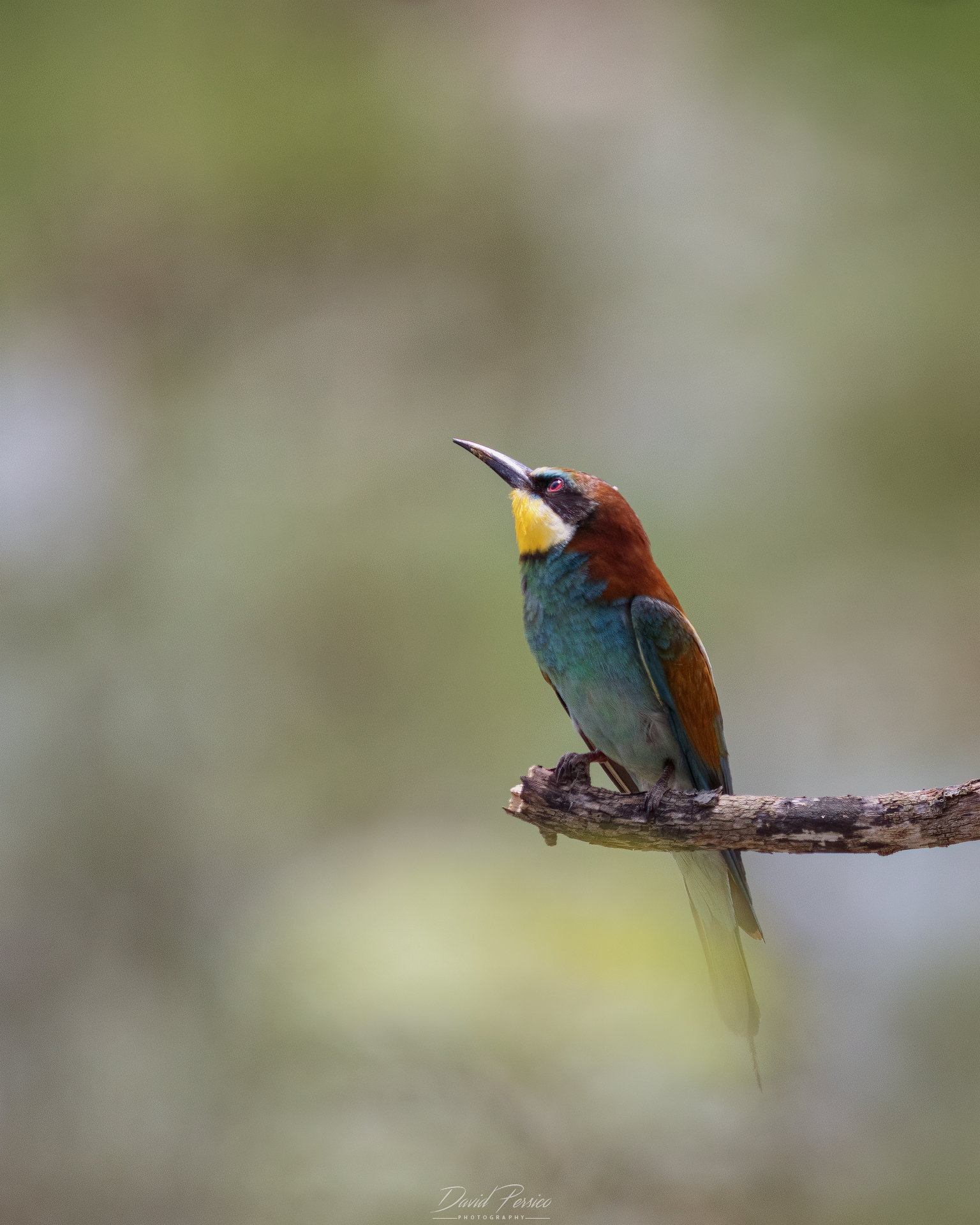 Bee-eater
