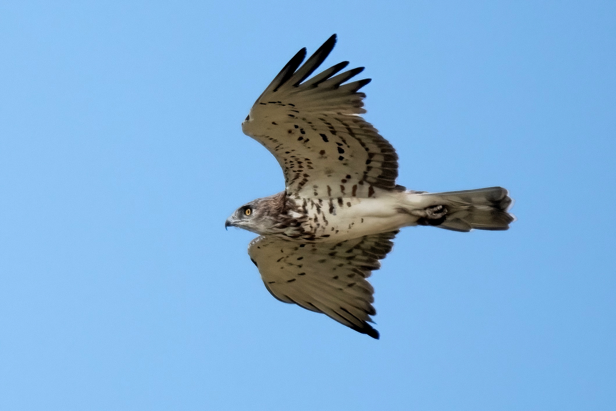 Biancone o Aquila dei serpenti (Circaetus gallicus)