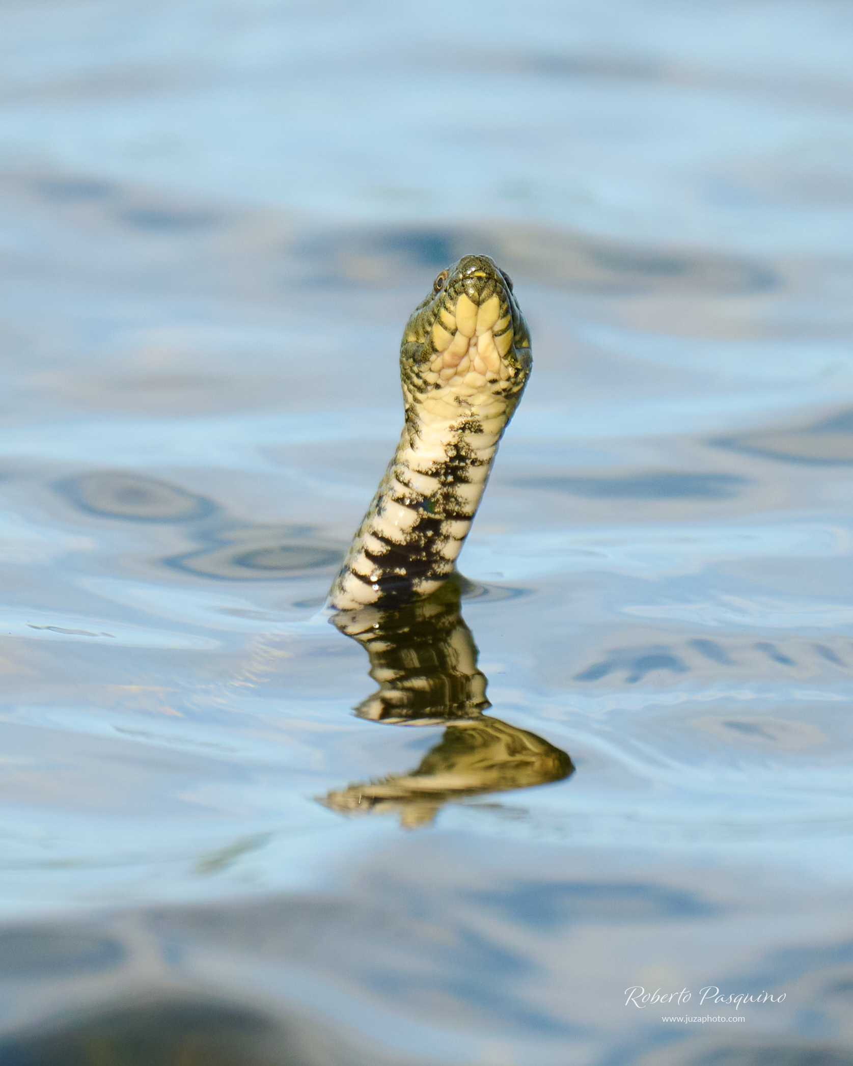 Biscia d'acqua (natrix natrix) varietà screziata